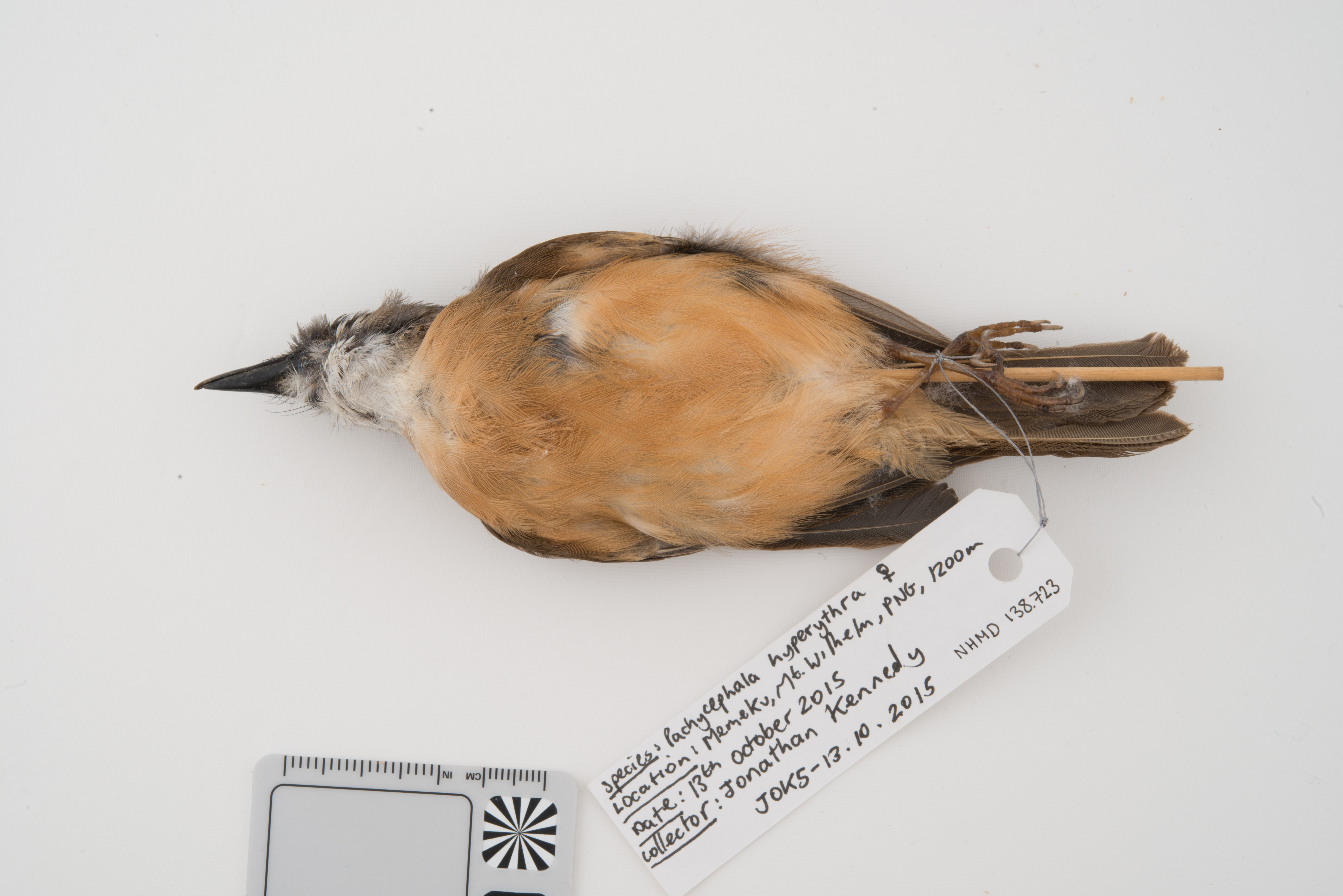 Rusty Whistler (Pachycephala hyperythra), photo 3