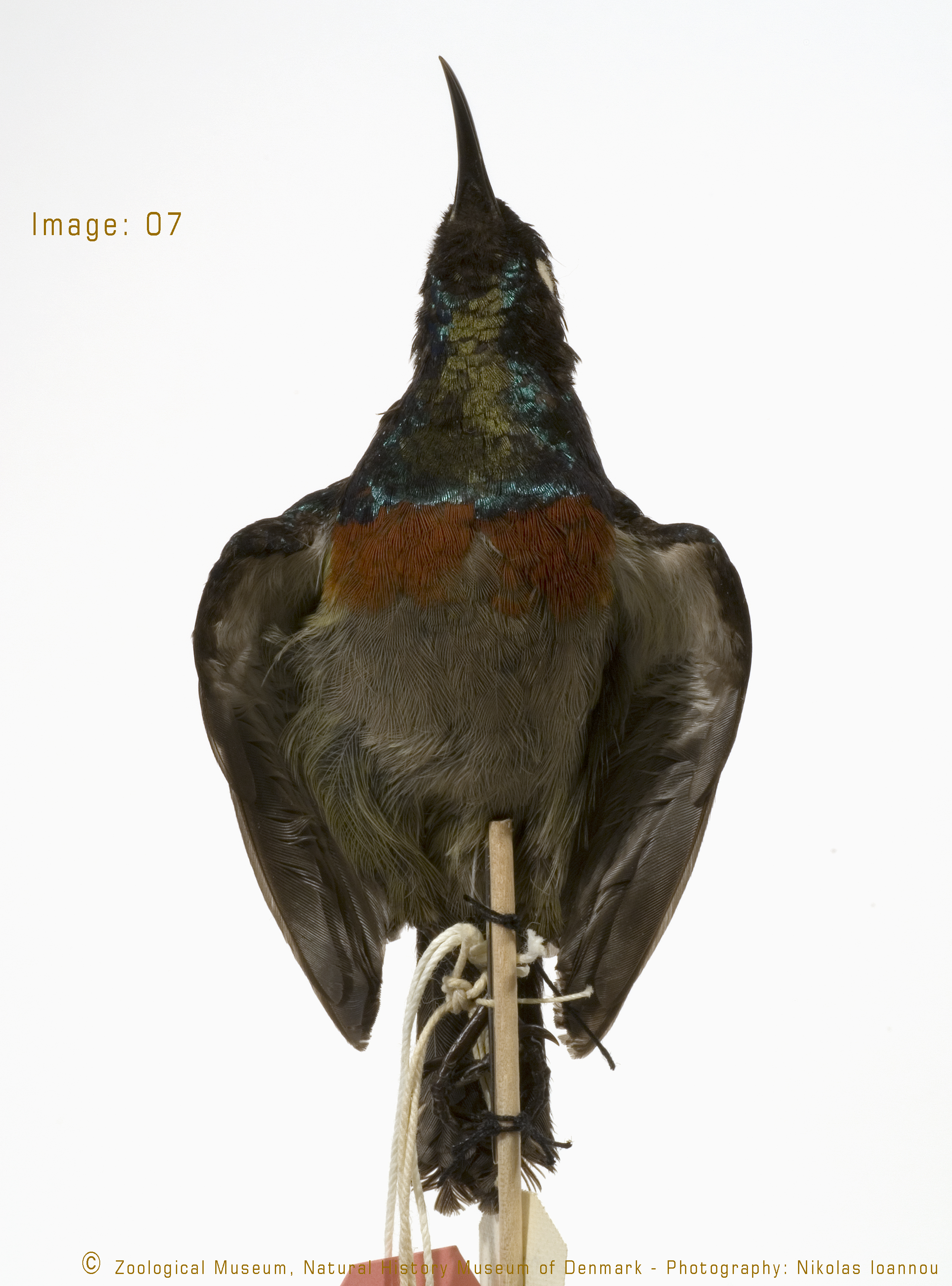 Dark Batis (Batis crypta), photo 5