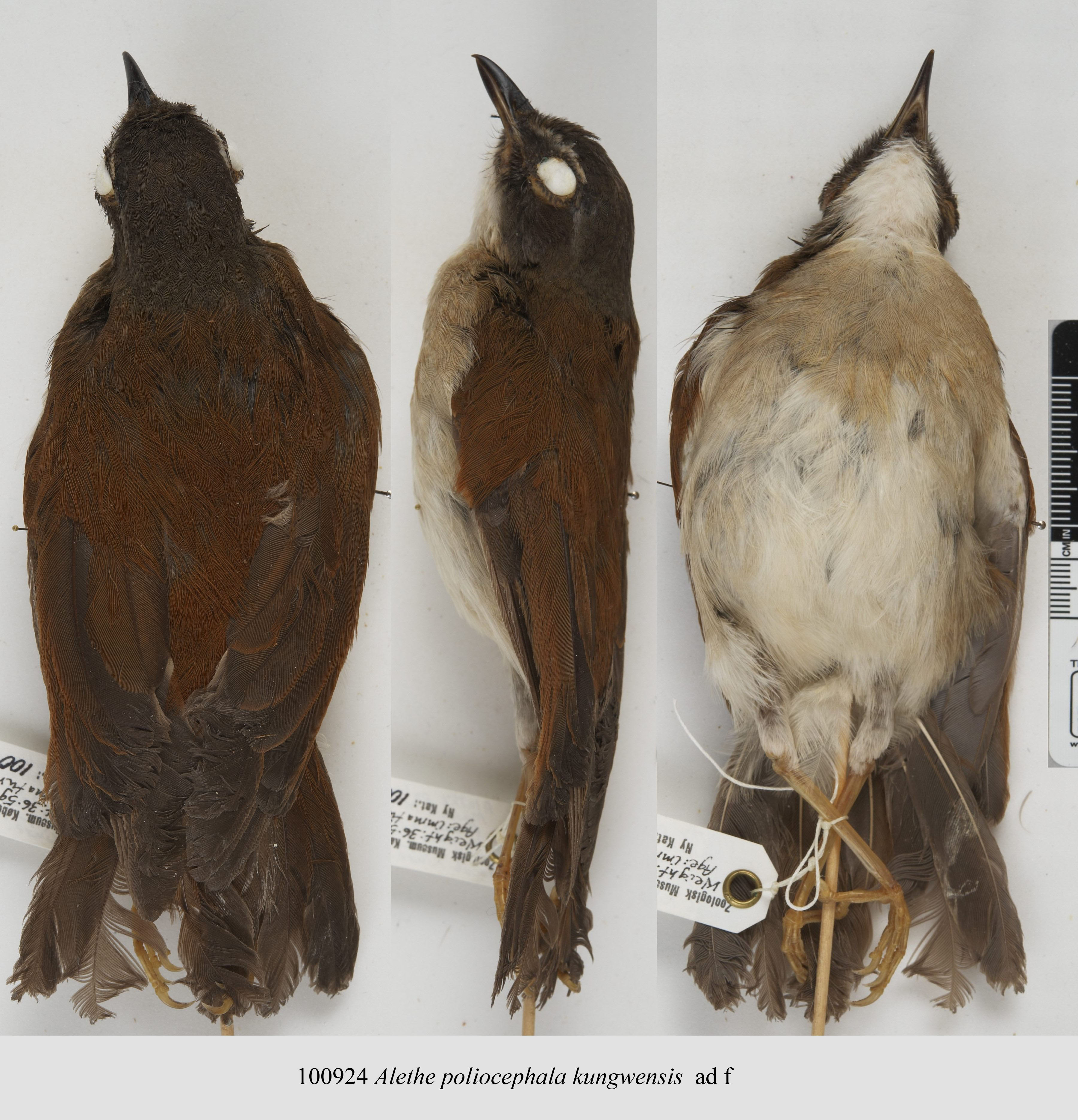 Bocage's Akalat (Sheppardia bocagei), photo 6