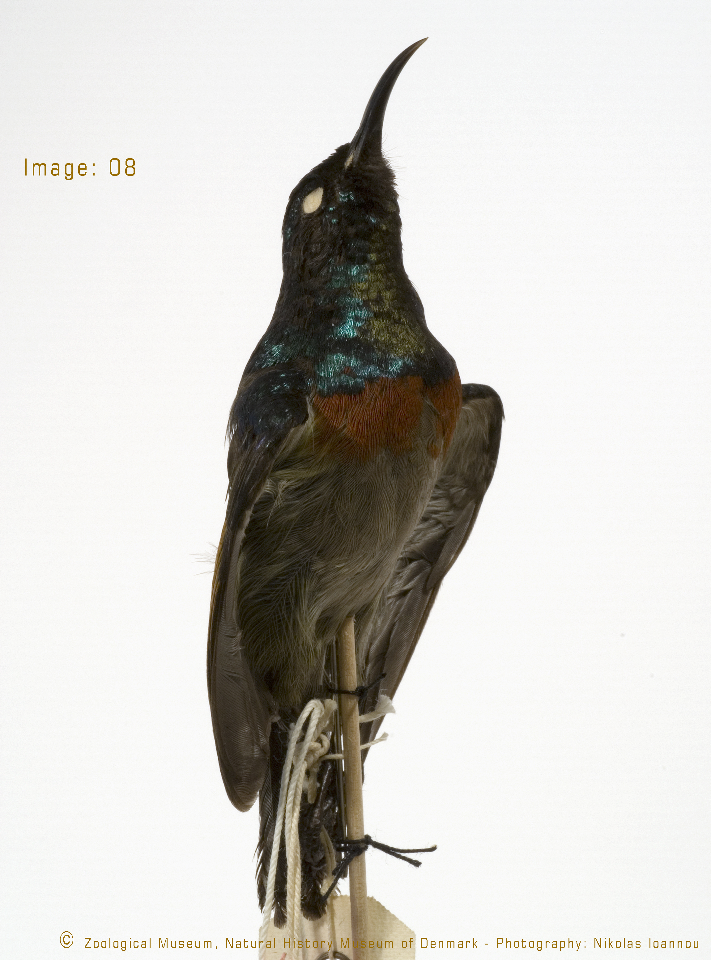 Dark Batis (Batis crypta), photo 7