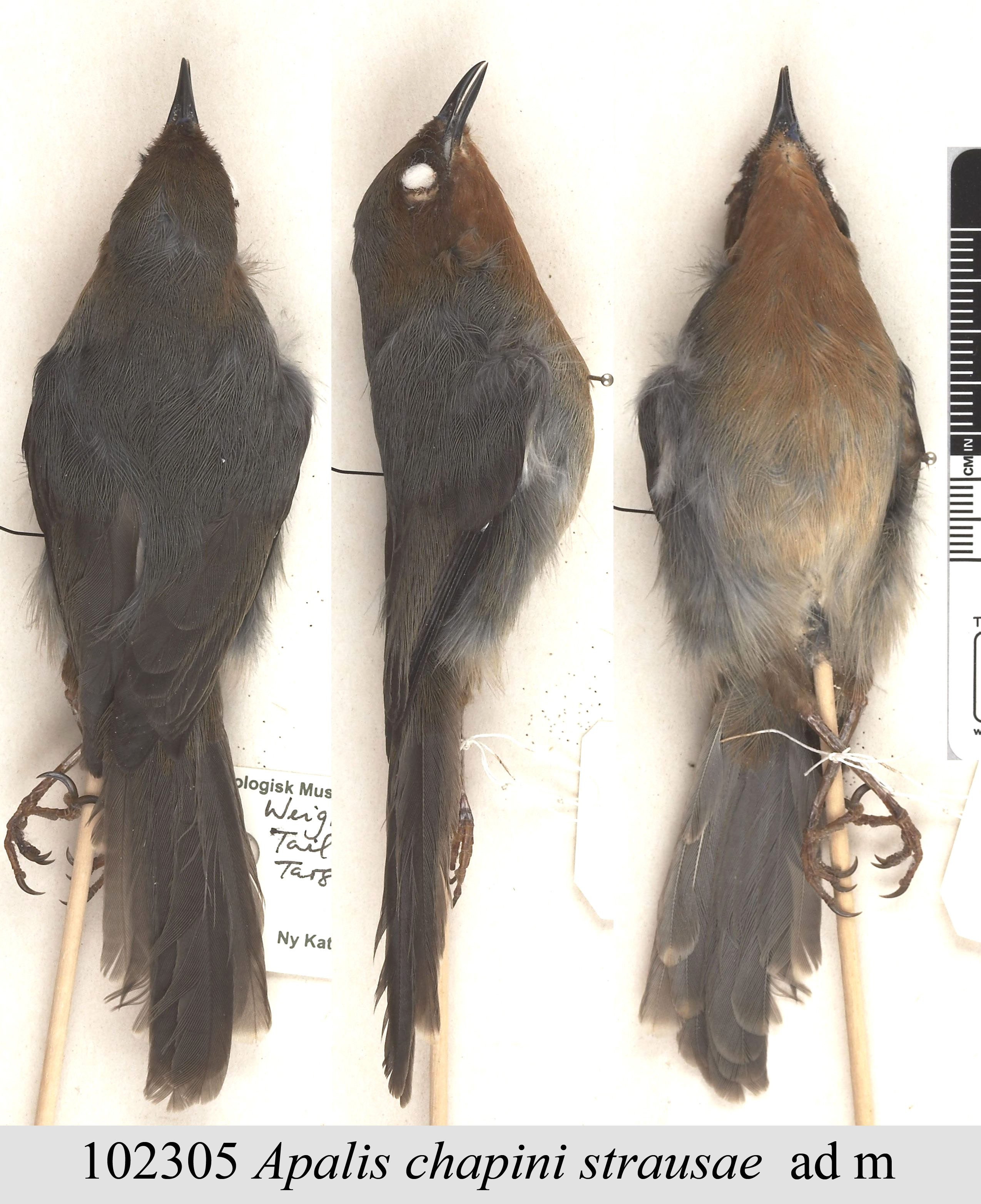 Chapin's Apalis (Apalis chapini), photo 4