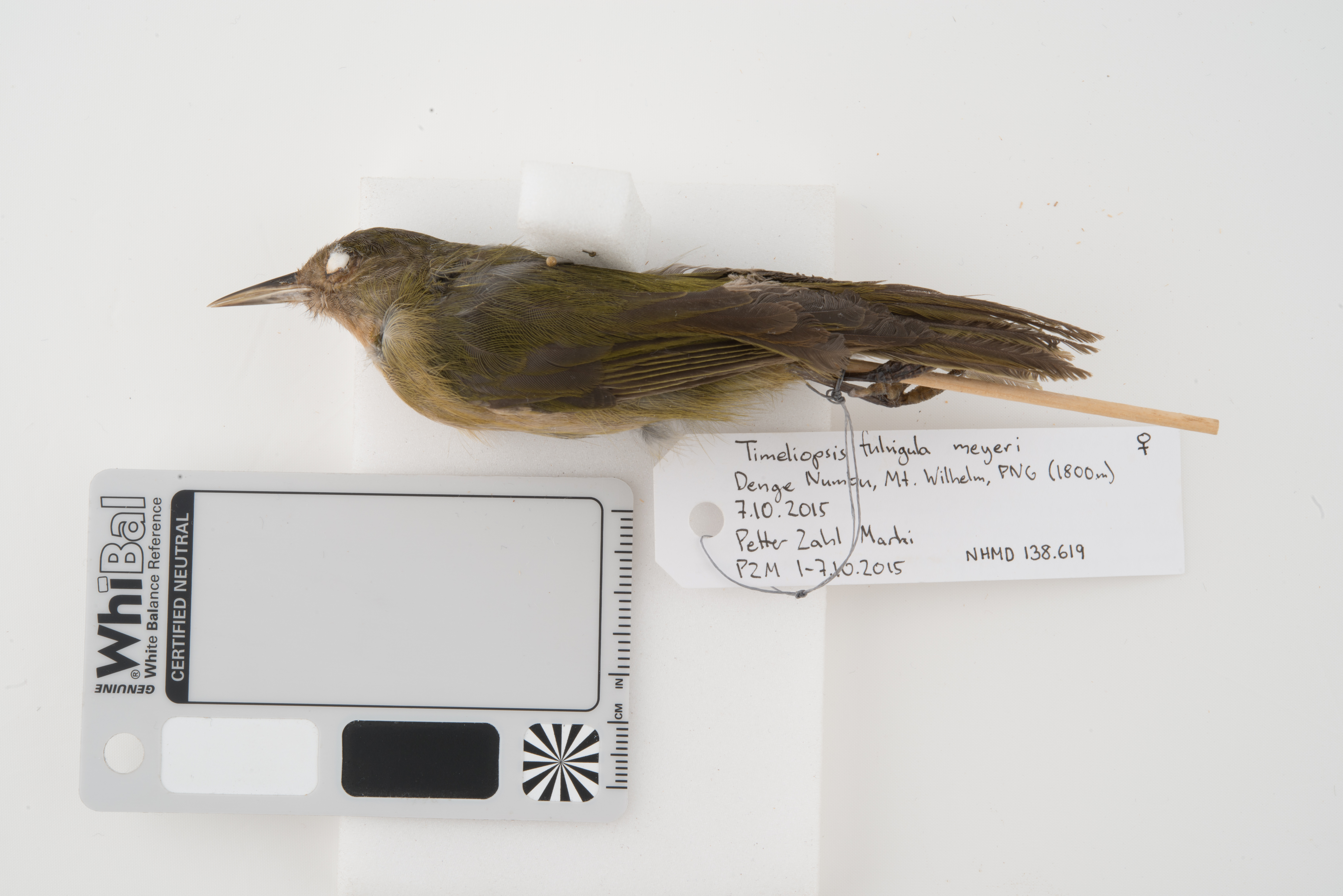 Olive Straightbill (Timeliopsis fulvigula), photo 6