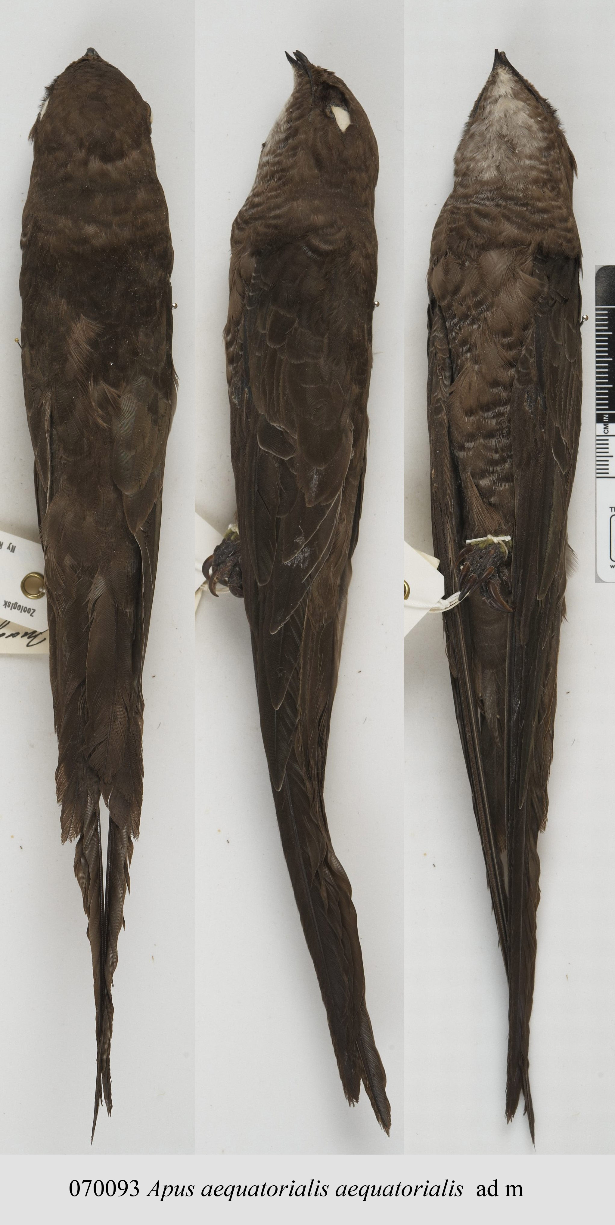 Mottled Swift (Tachymarptis aequatorialis), photo 3