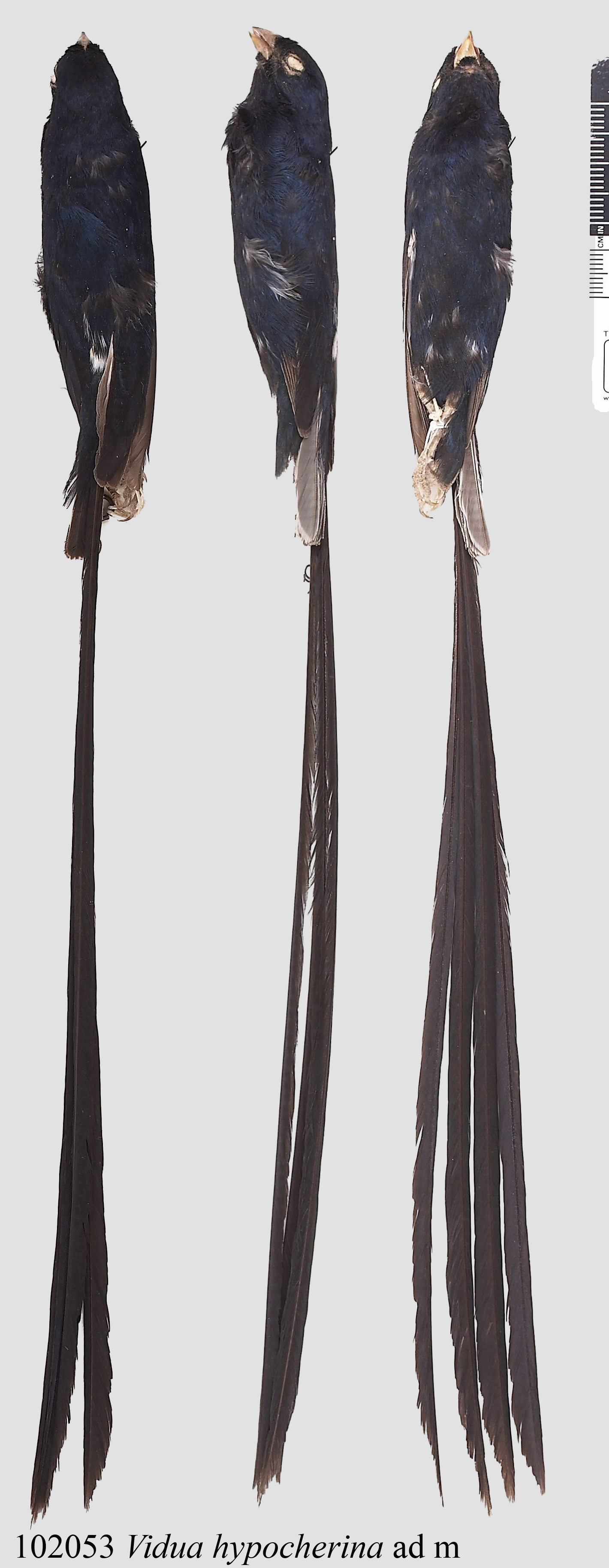 Steel-blue Whydah (Vidua hypocherina), photo 4