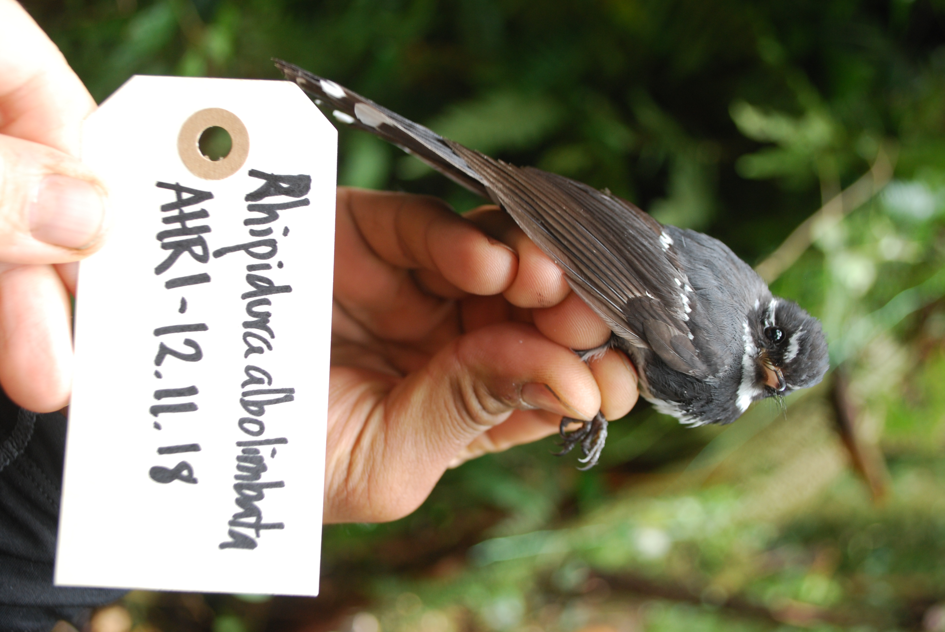 Friendly Fantail (Rhipidura albolimbata), photo 8