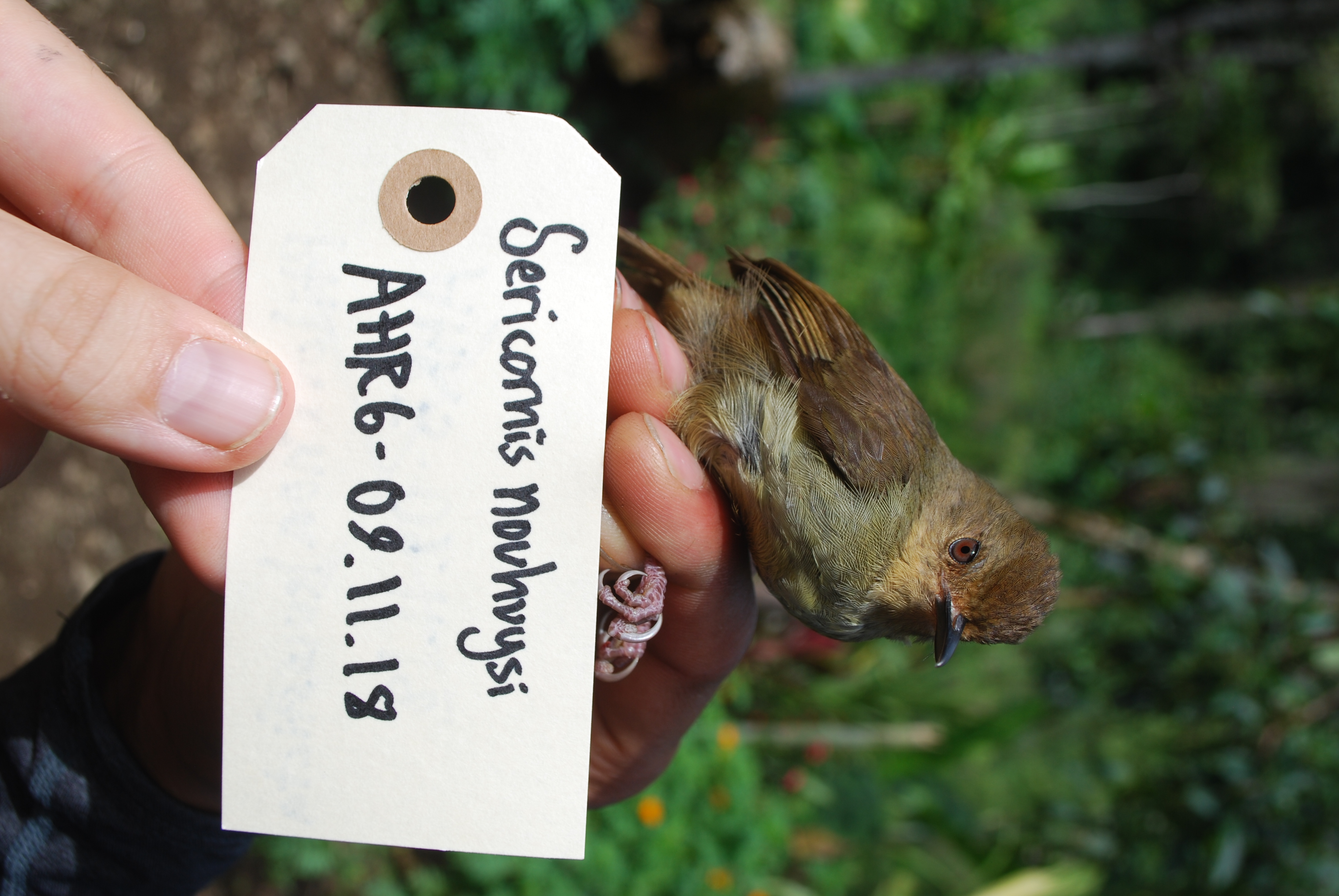 Large Scrubwren (Sericornis nouhuysi), photo 8
