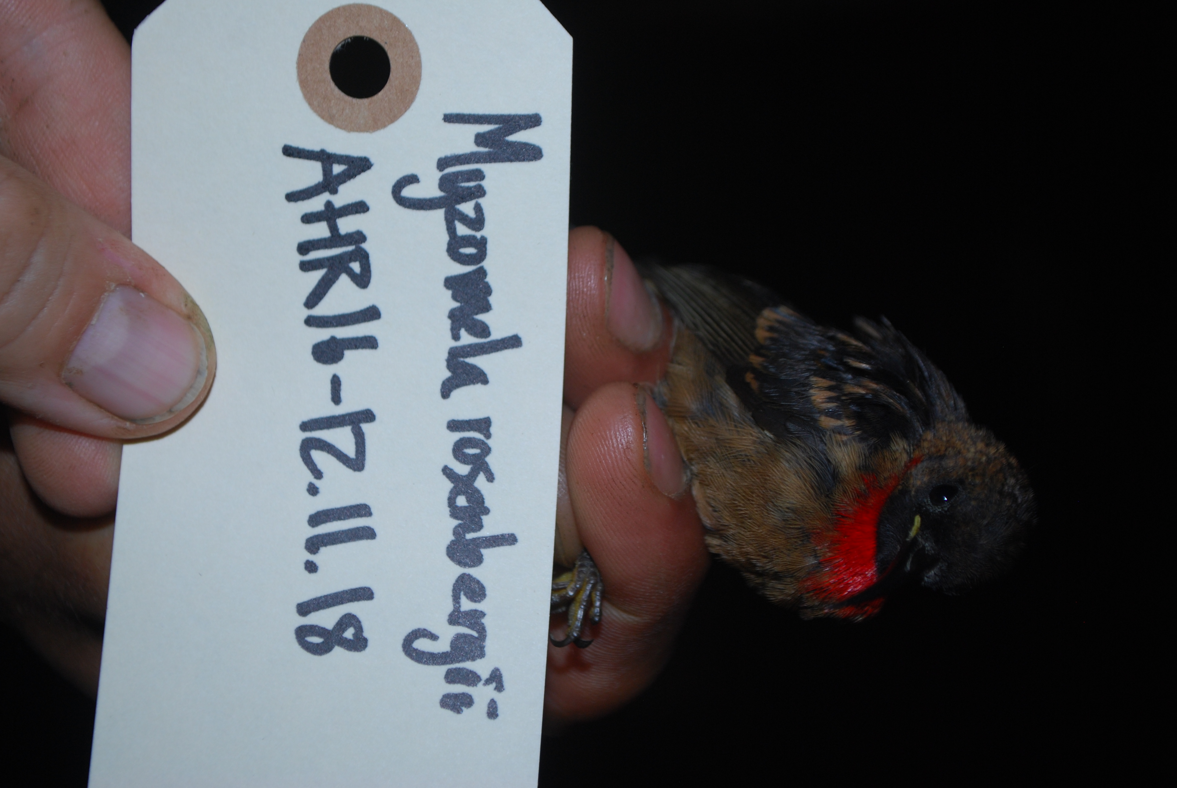Red-collared Myzomela (Myzomela rosenbergii), photo 10