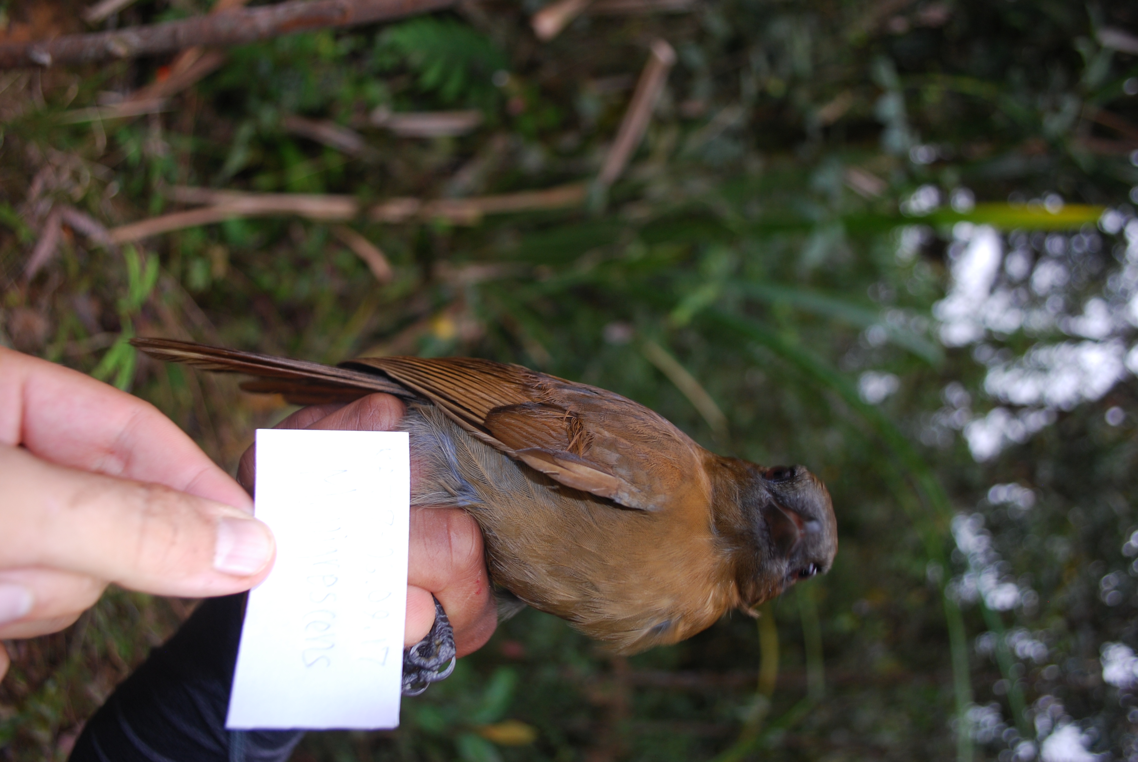 Black Pitohui (Melanorectes nigrescens), photo 7