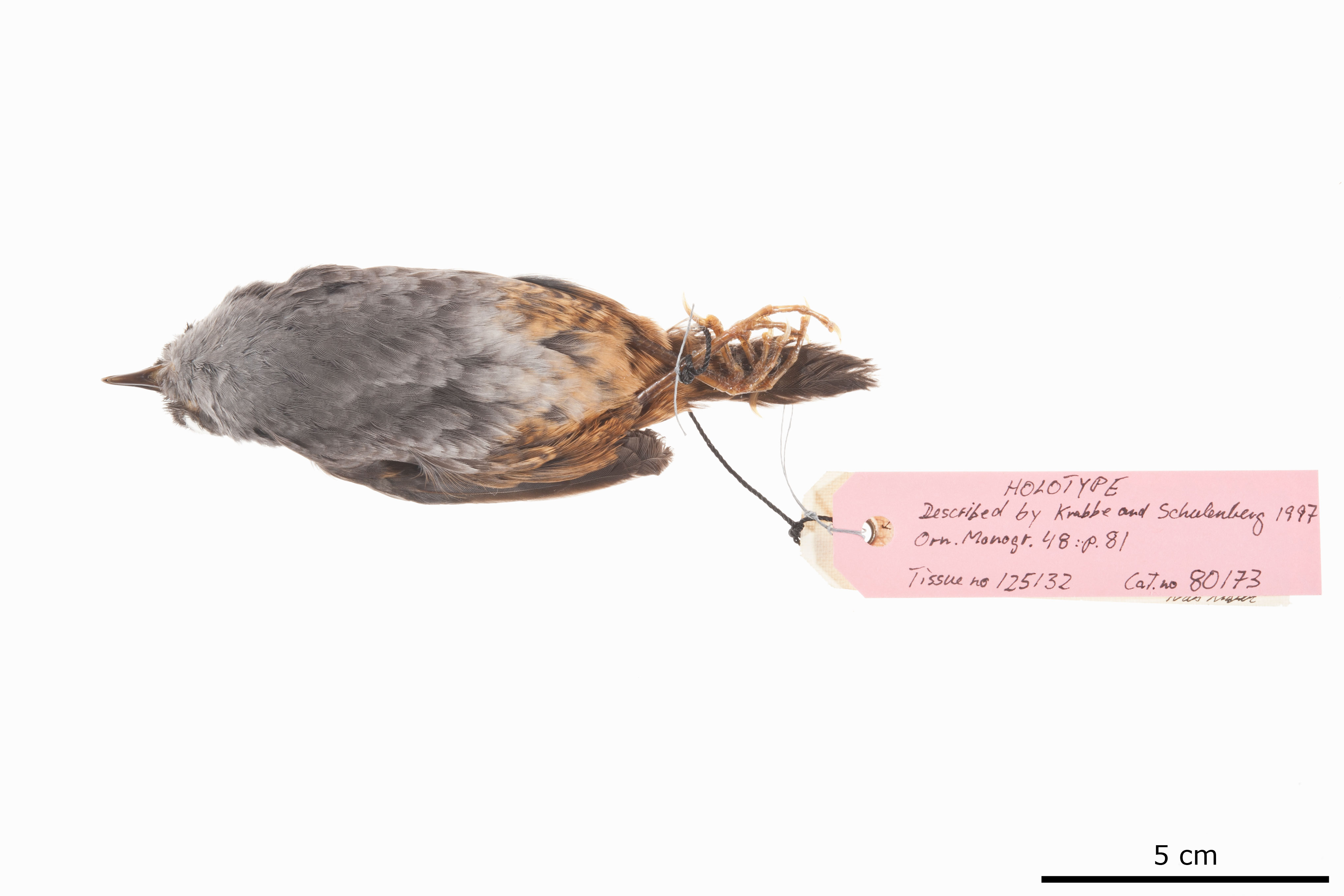 Chusquea Tapaculo (Scytalopus parkeri), photo 4