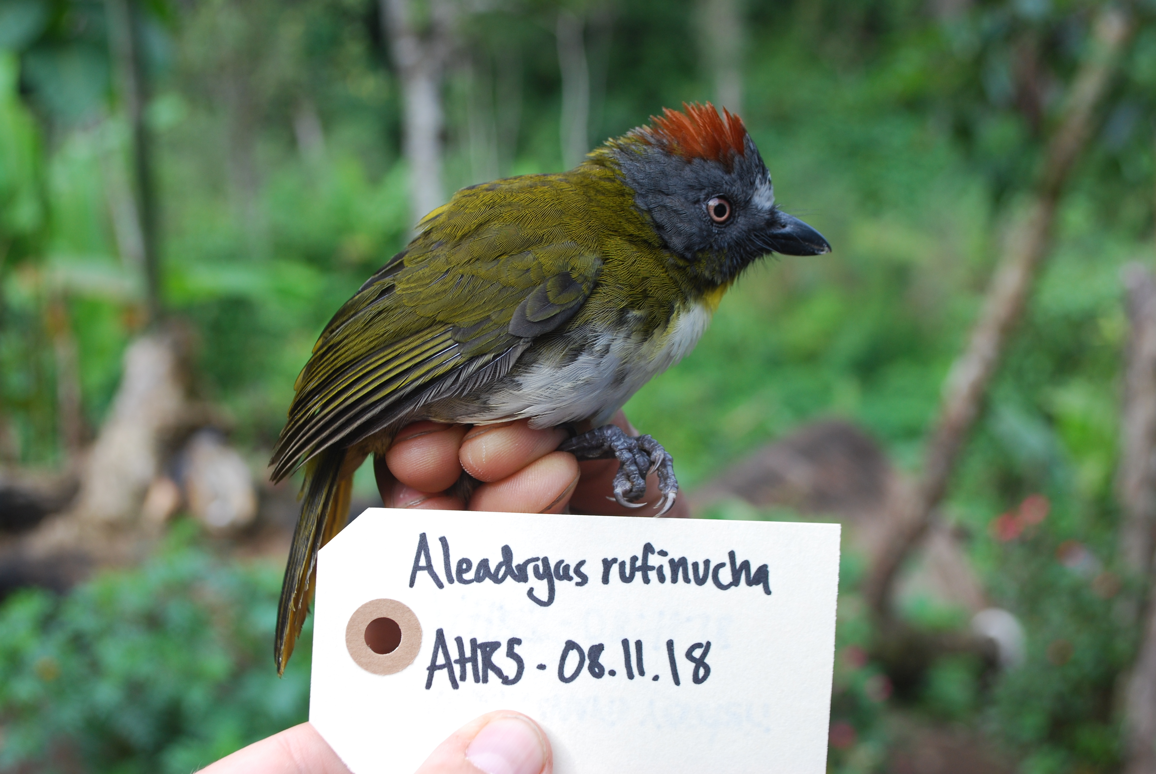 Rufous-naped Bellbird (Aleadryas rufinucha), photo 9