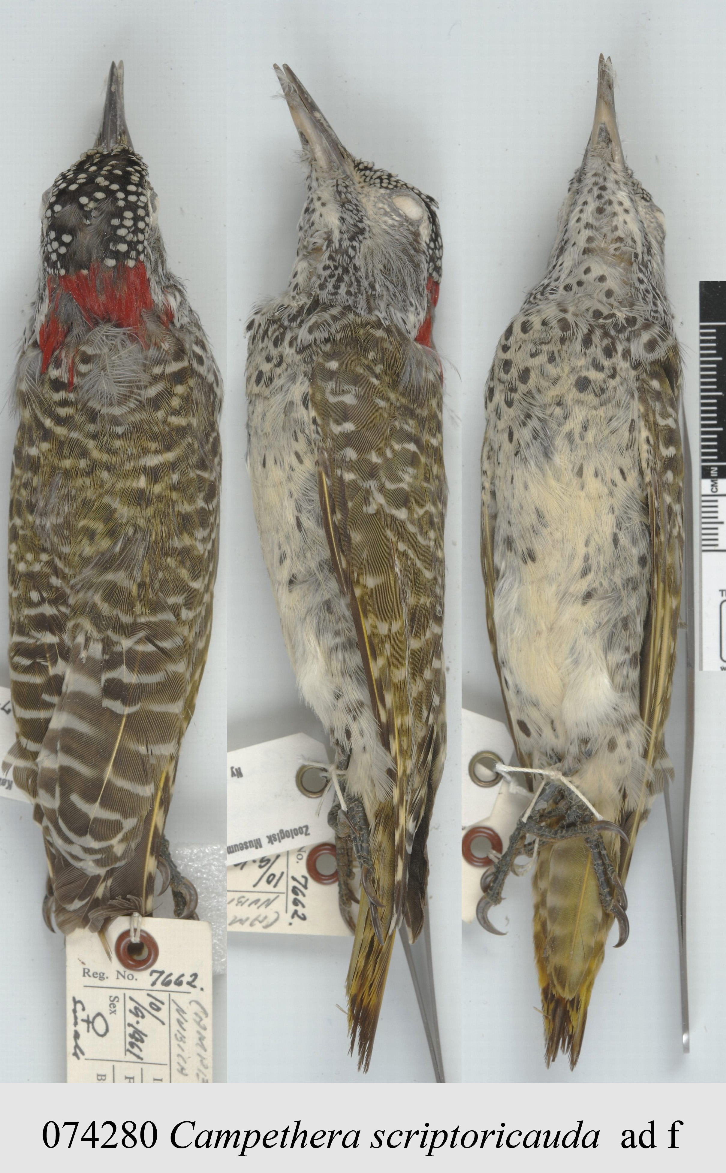 Speckle-throated Woodpecker (Campethera scriptoricauda), photo 3