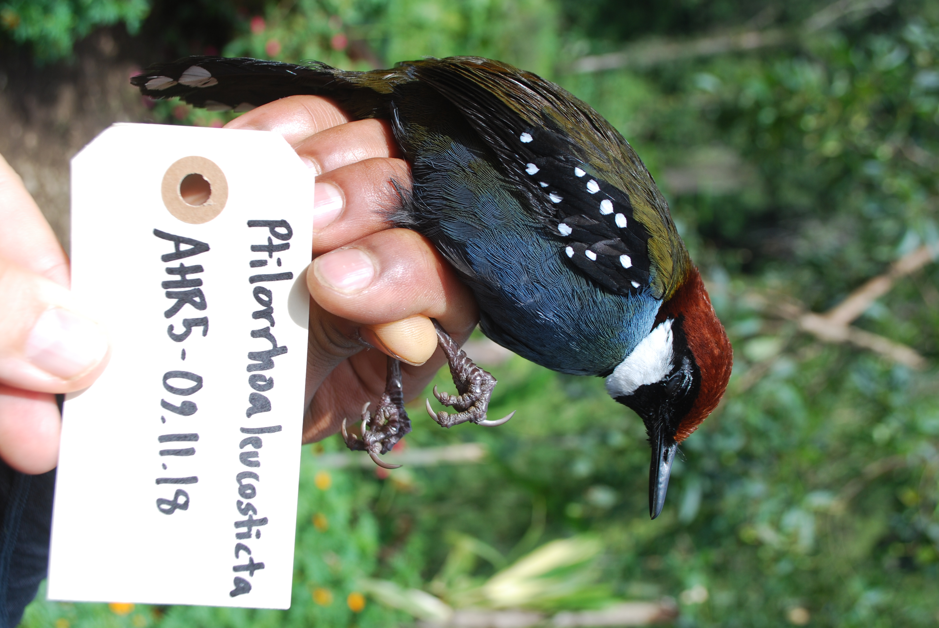 Spotted Jewel-babbler (Ptilorrhoa leucosticta), photo 1