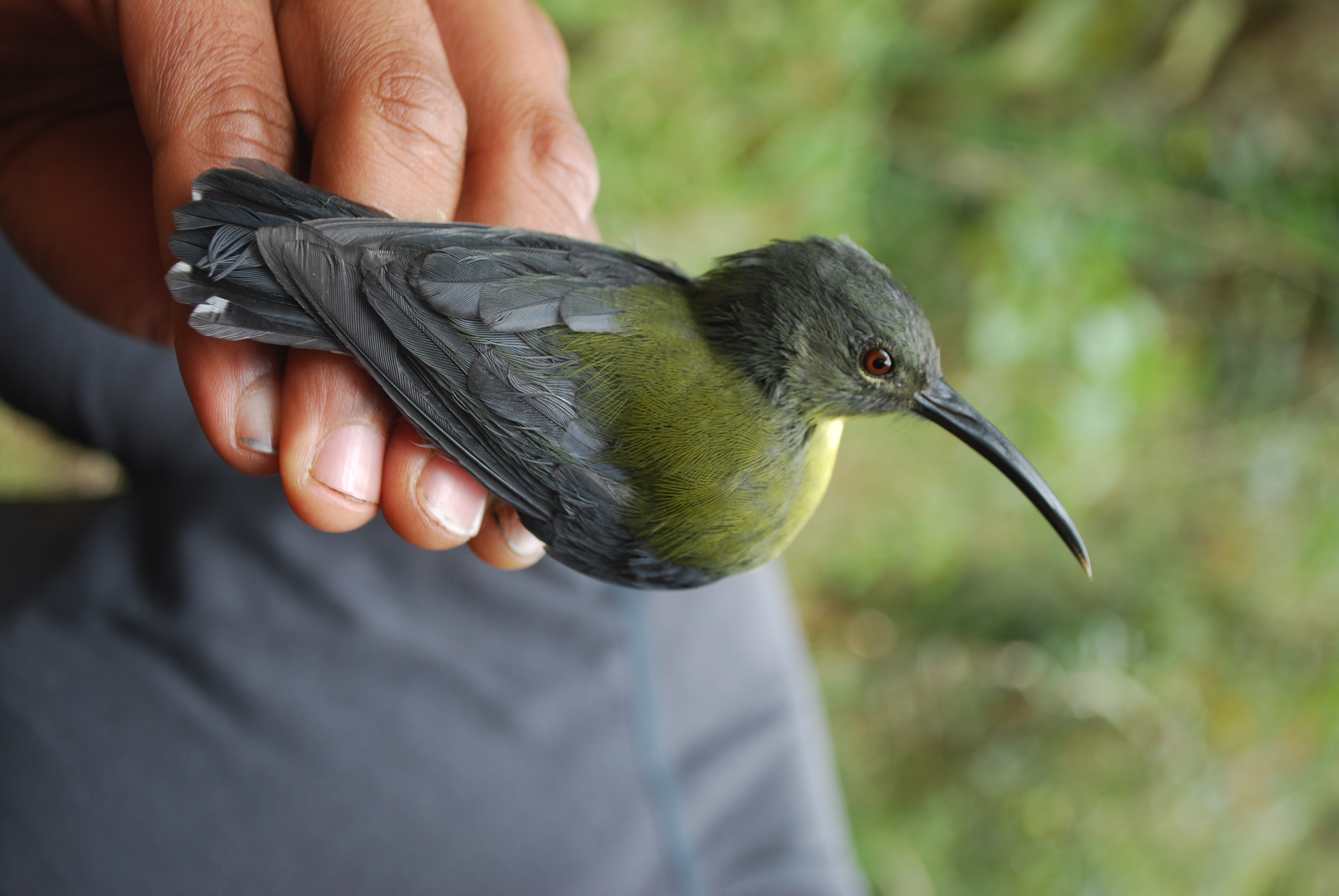 Slaty-headed Longbill (Toxorhamphus poliopterus), photo 8