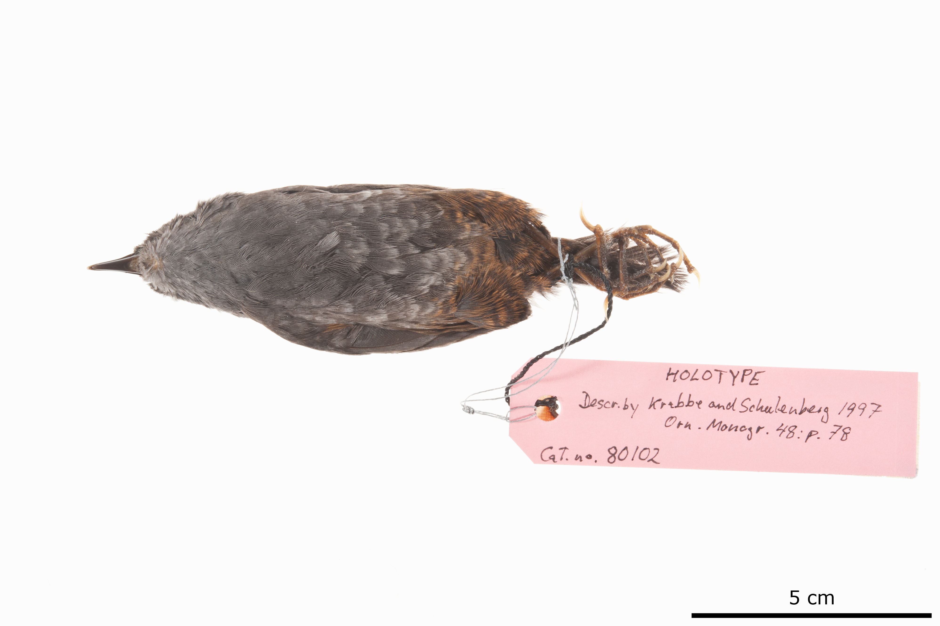El Oro Tapaculo (Scytalopus robbinsi), photo 1