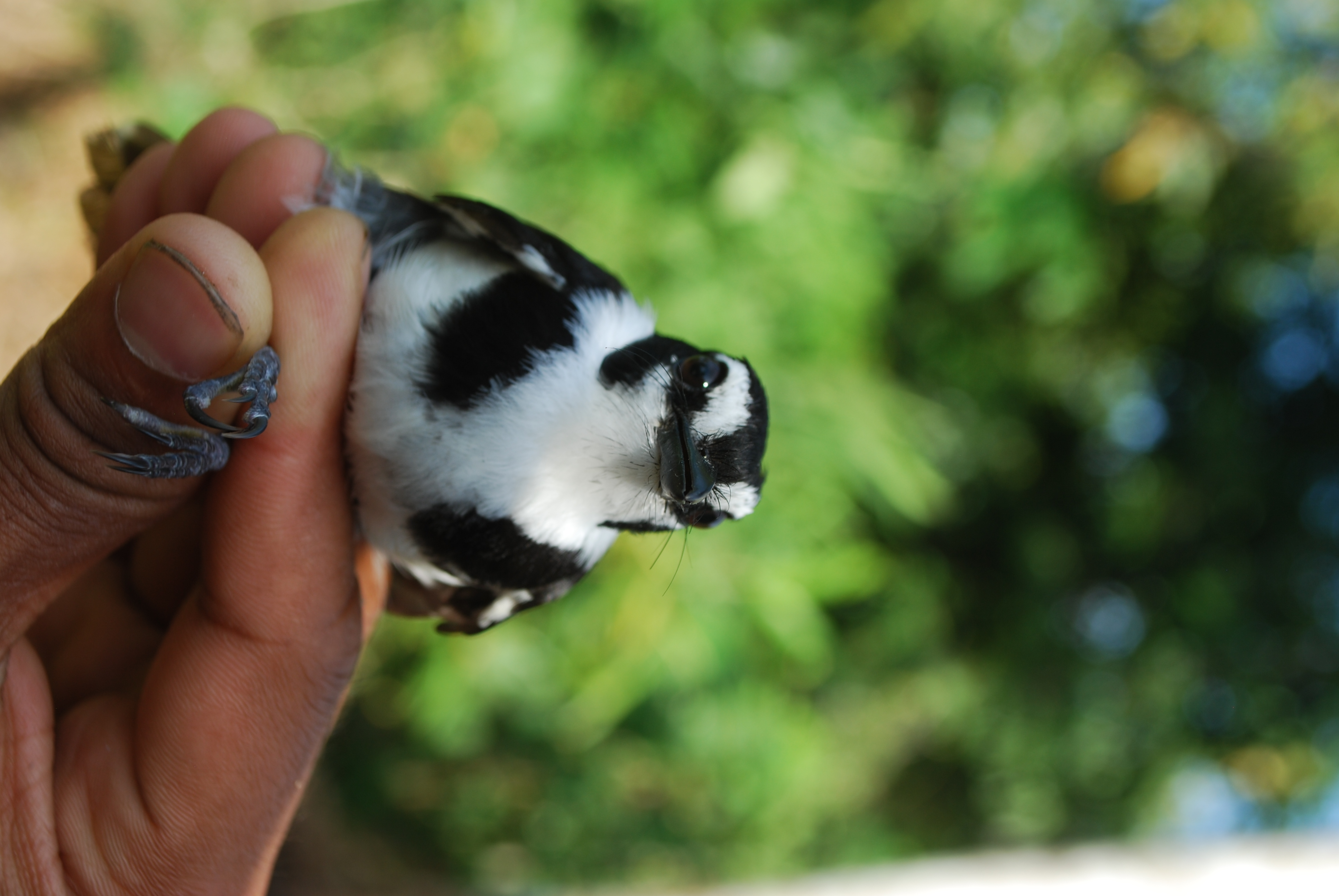 Black-sided Robin (Poecilodryas hypoleuca), photo 4