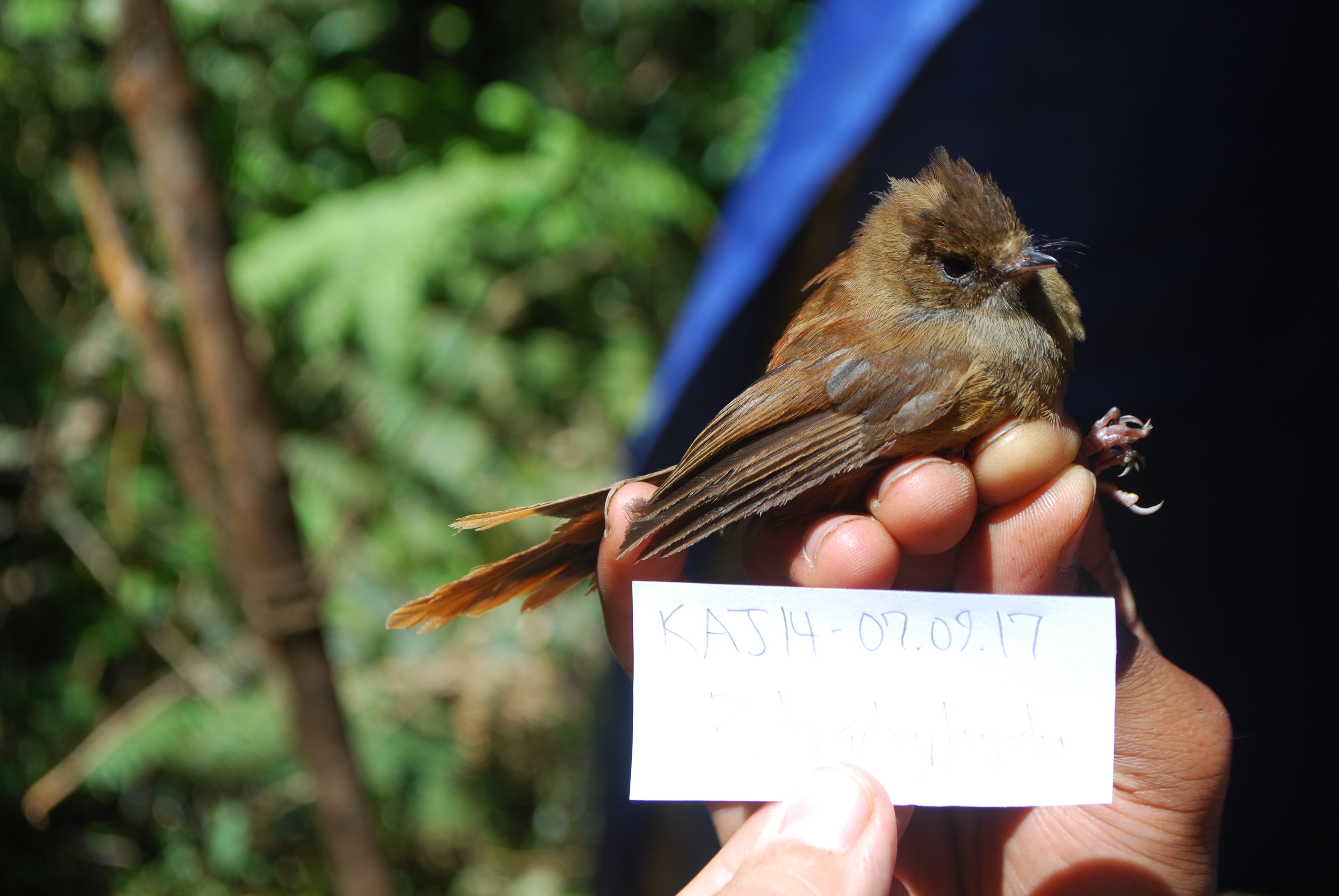 Dimorphic Fantail (Rhipidura brachyrhyncha), photo 6