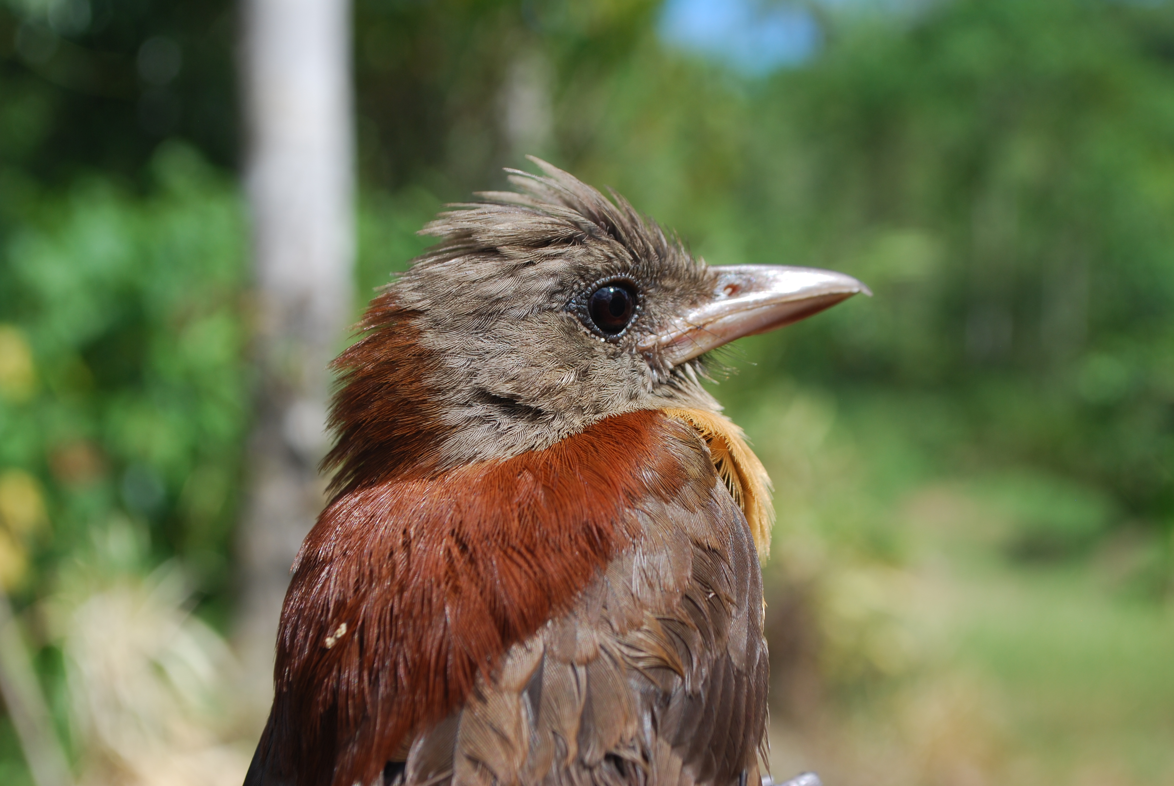 Northern Variable Pitohui (Pitohui kirhocephalus), photo 8