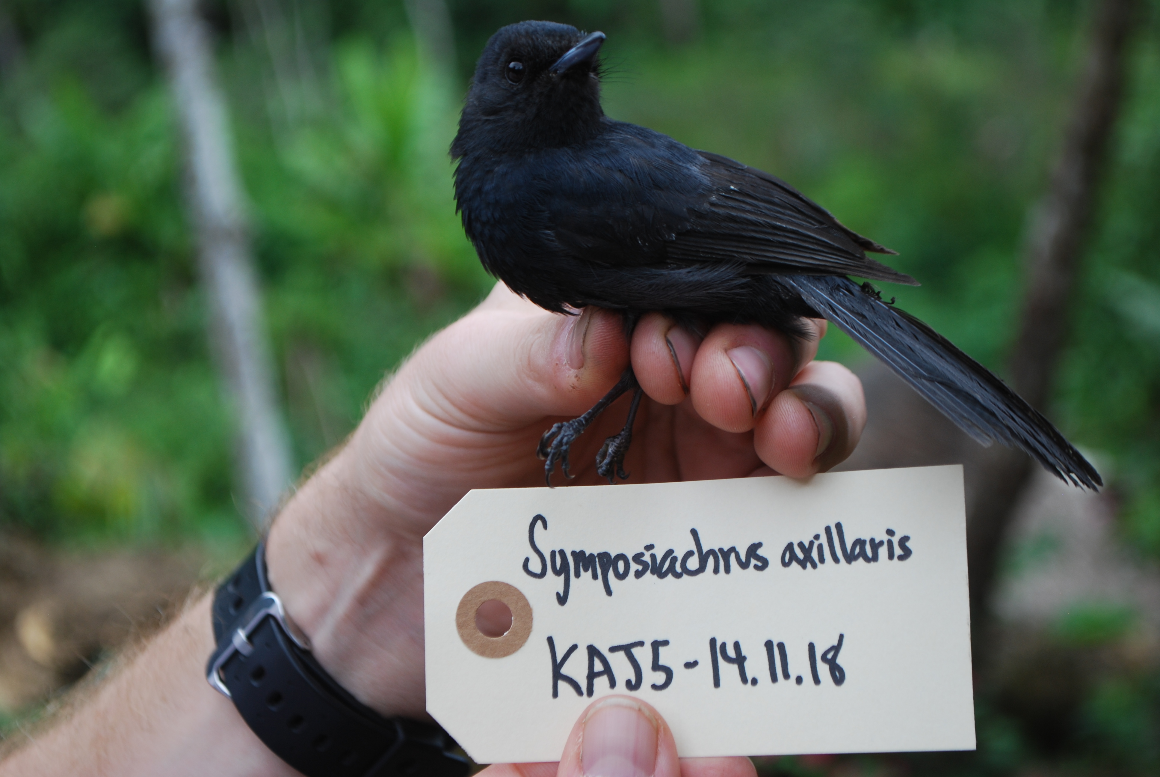 Black Monarch (Symposiachrus axillaris), photo 5