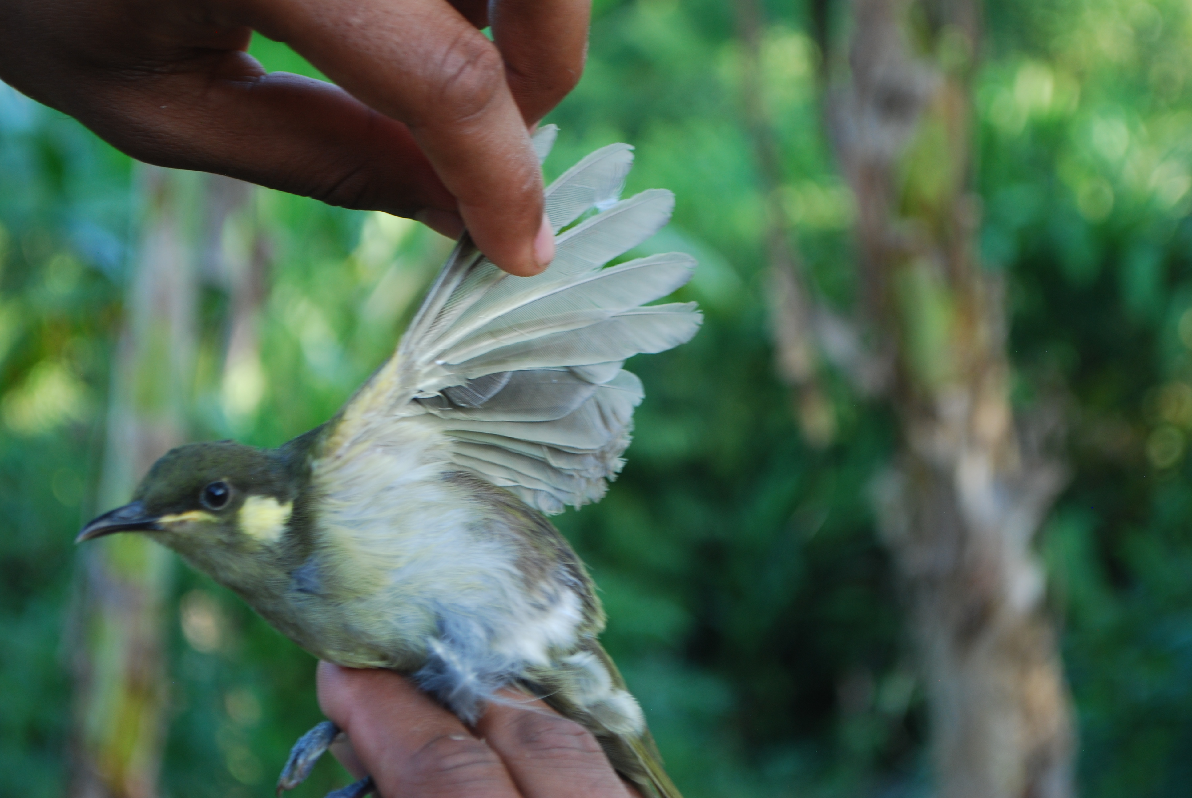 Puff-backed Honeyeater (Meliphaga aruensis), photo 3