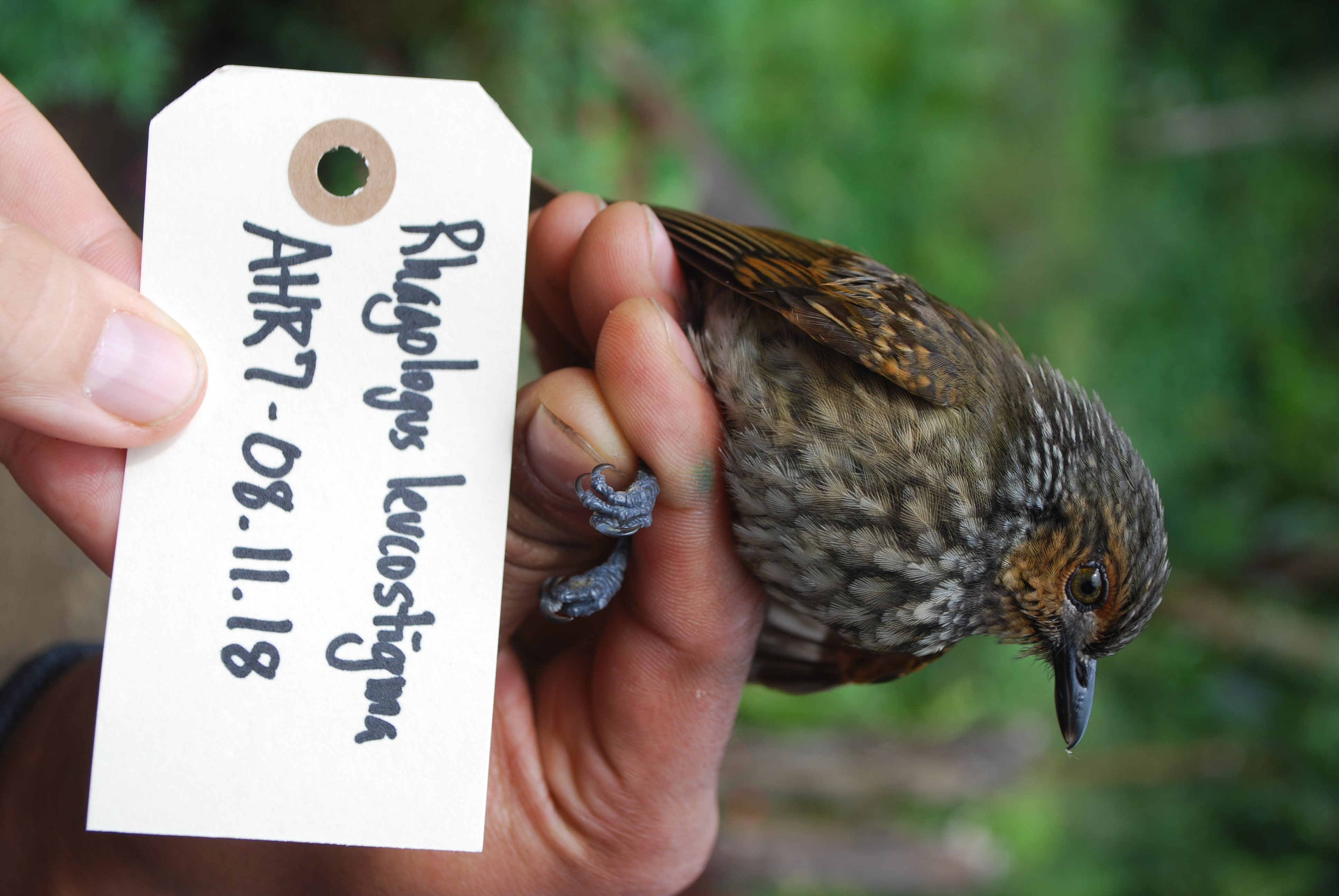 Mottled Berryhunter (Rhagologus leucostigma), photo 1