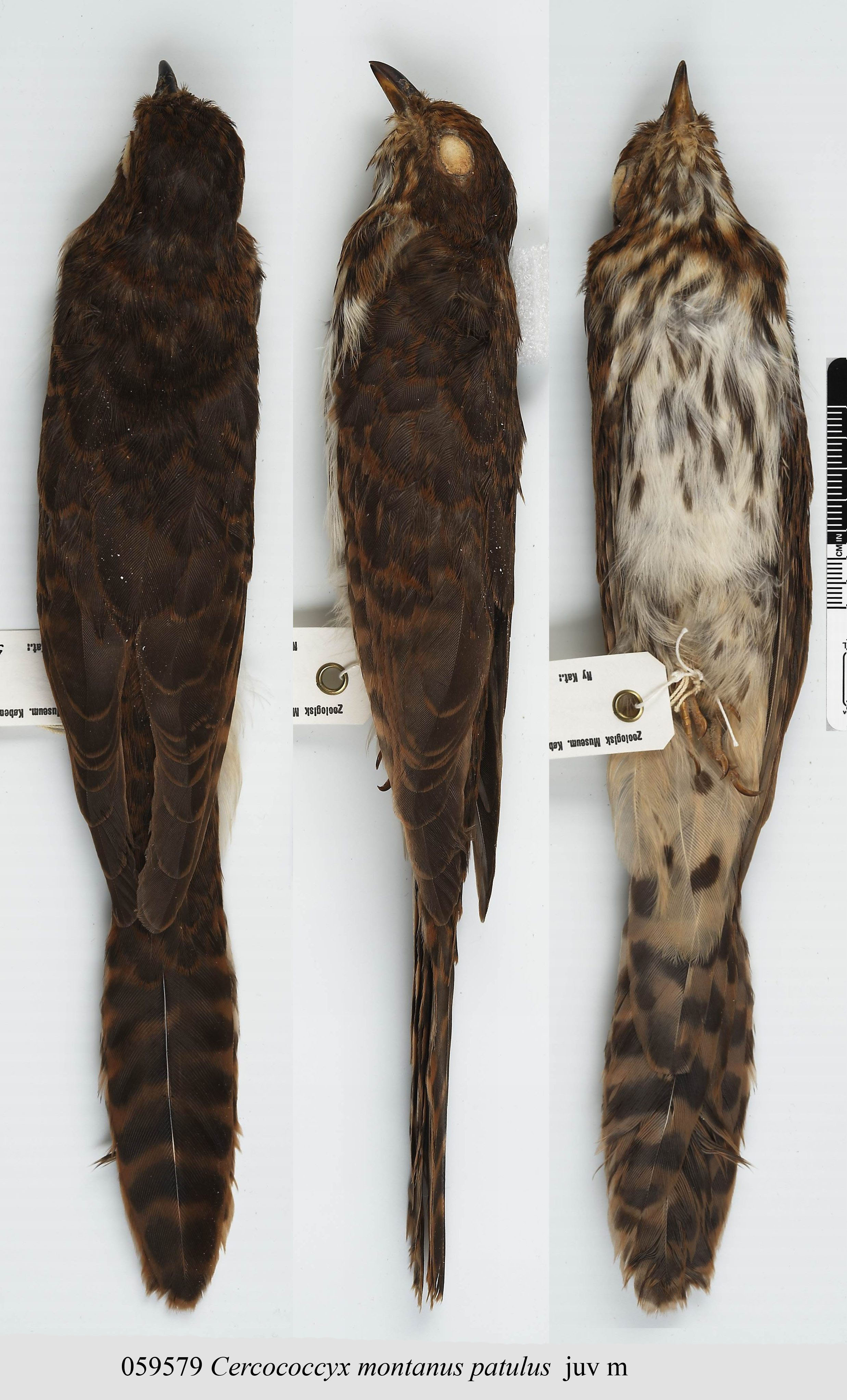 Barred Long-tailed Cuckoo (Cercococcyx montanus), photo 3