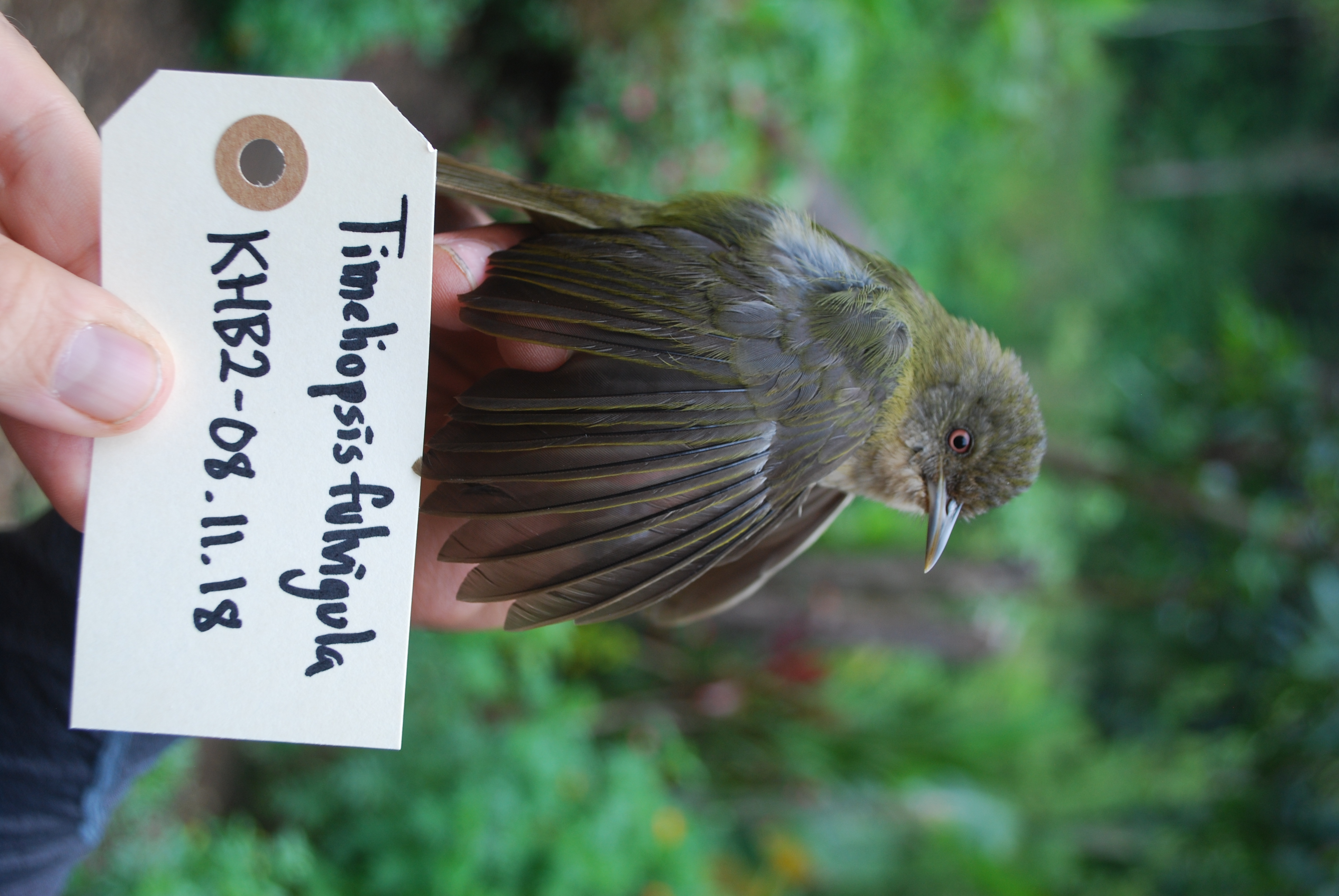 Olive Straightbill (Timeliopsis fulvigula), photo 3