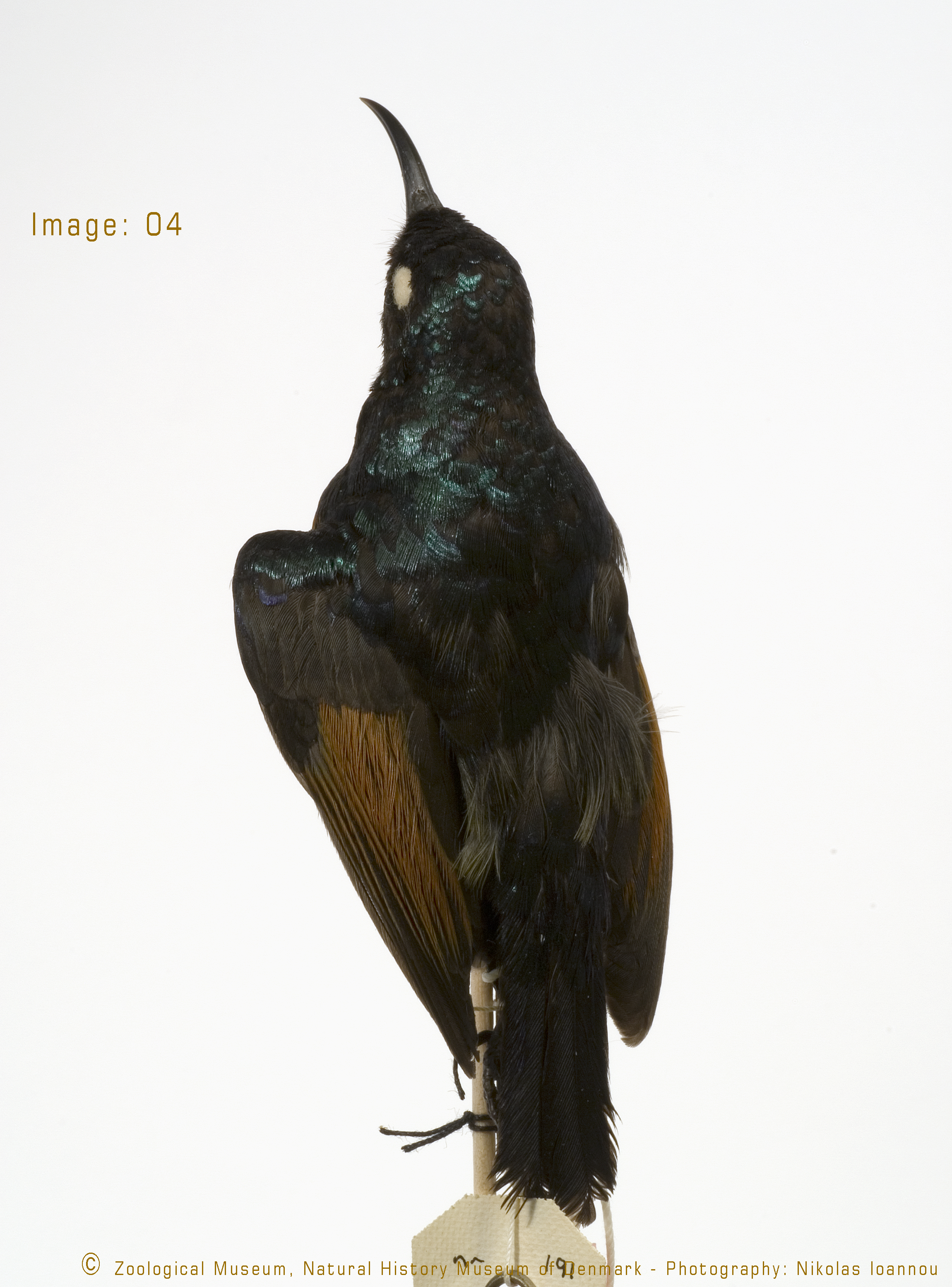 Dark Batis (Batis crypta), photo 10