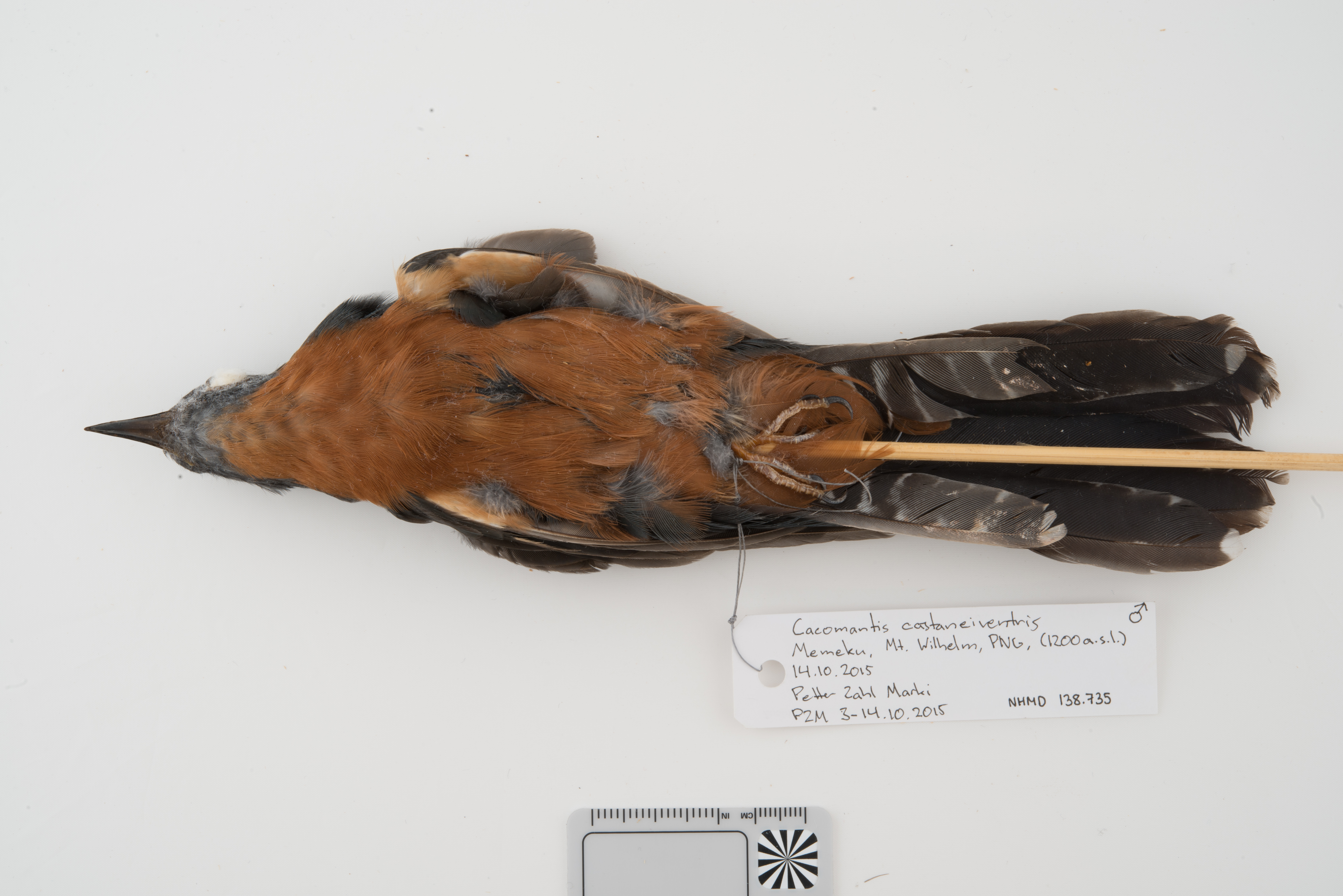 Chestnut-breasted Cuckoo (Cacomantis castaneiventris), photo 7