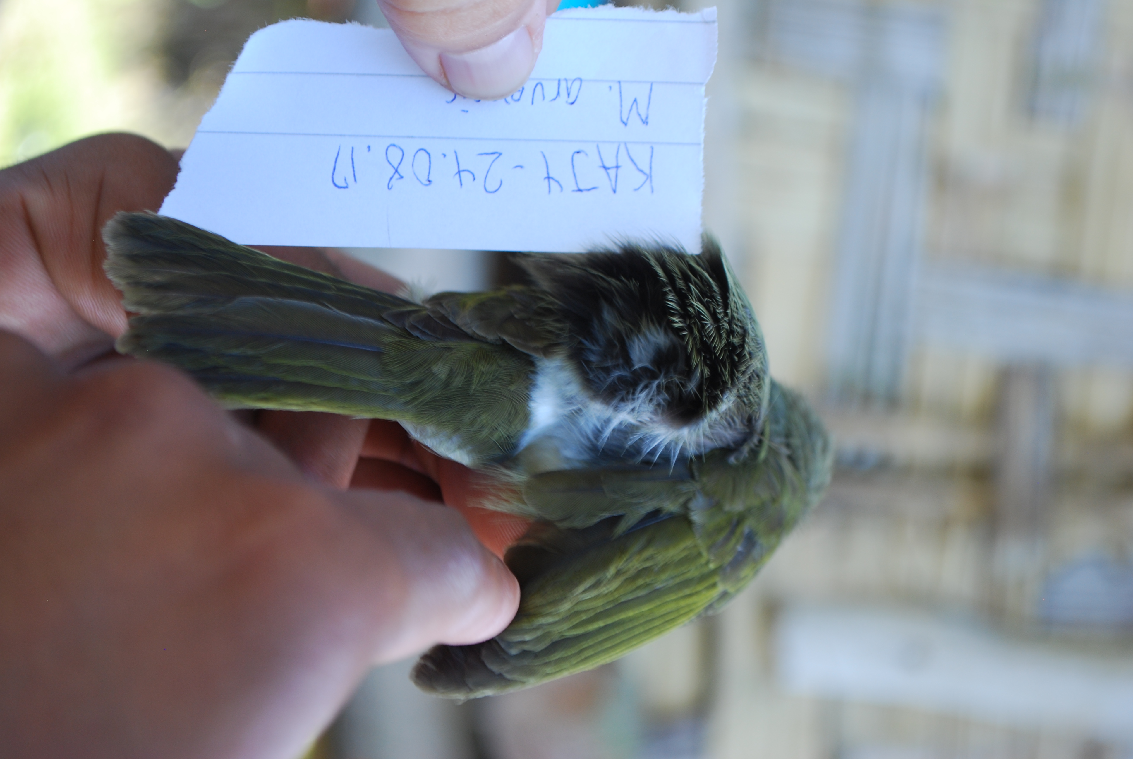 Puff-backed Honeyeater (Meliphaga aruensis), photo 6