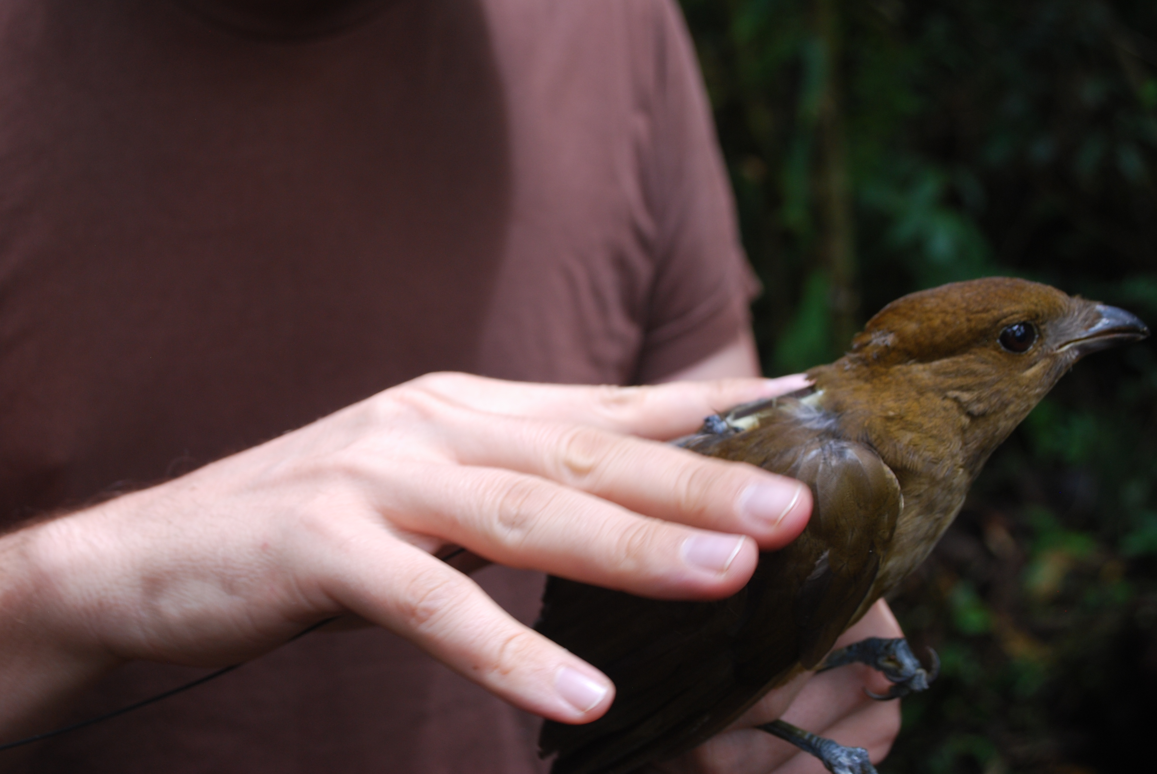MacGregor's Bowerbird (Amblyornis macgregoriae), photo 1