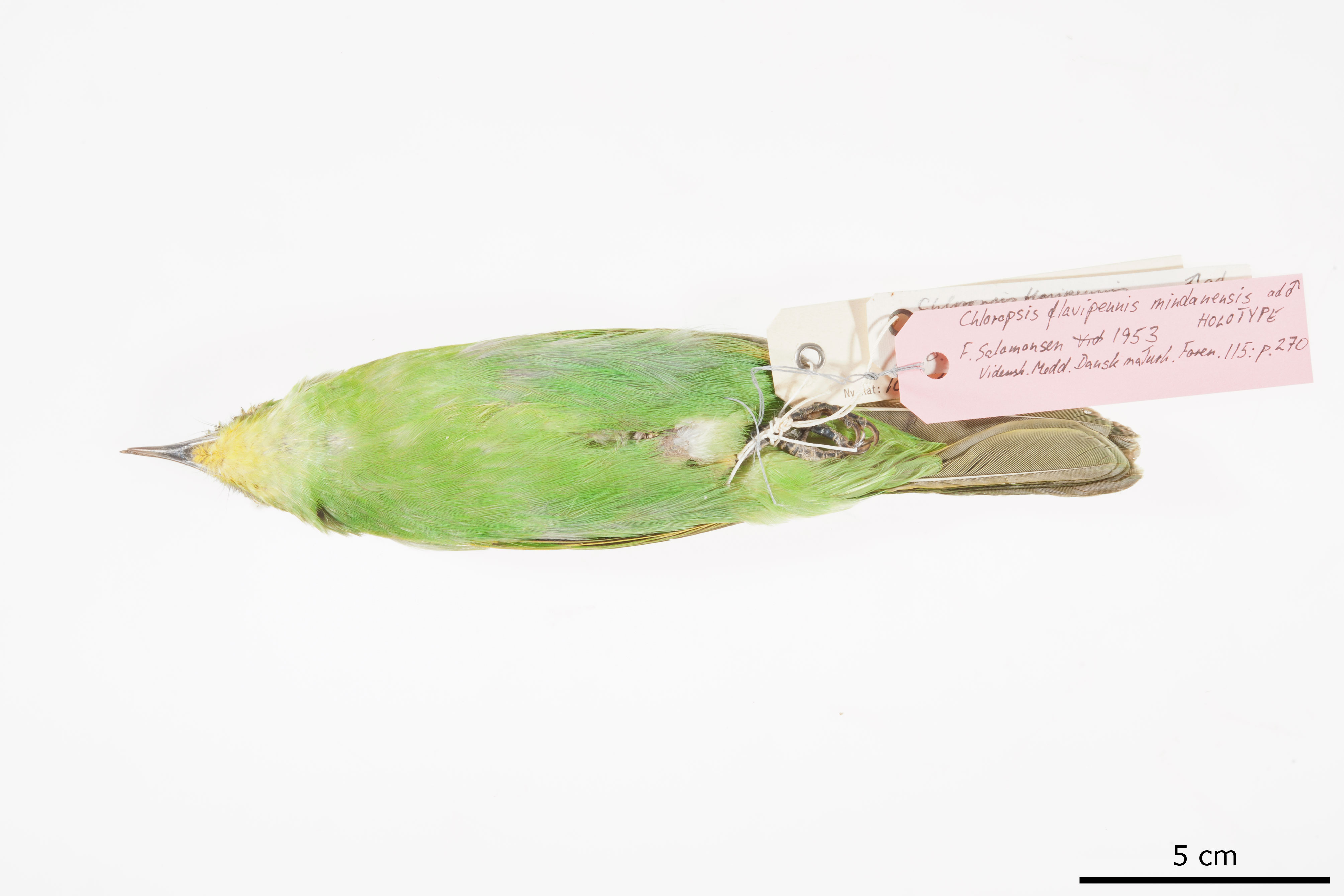 Philippine Leafbird (Chloropsis flavipennis), photo 8