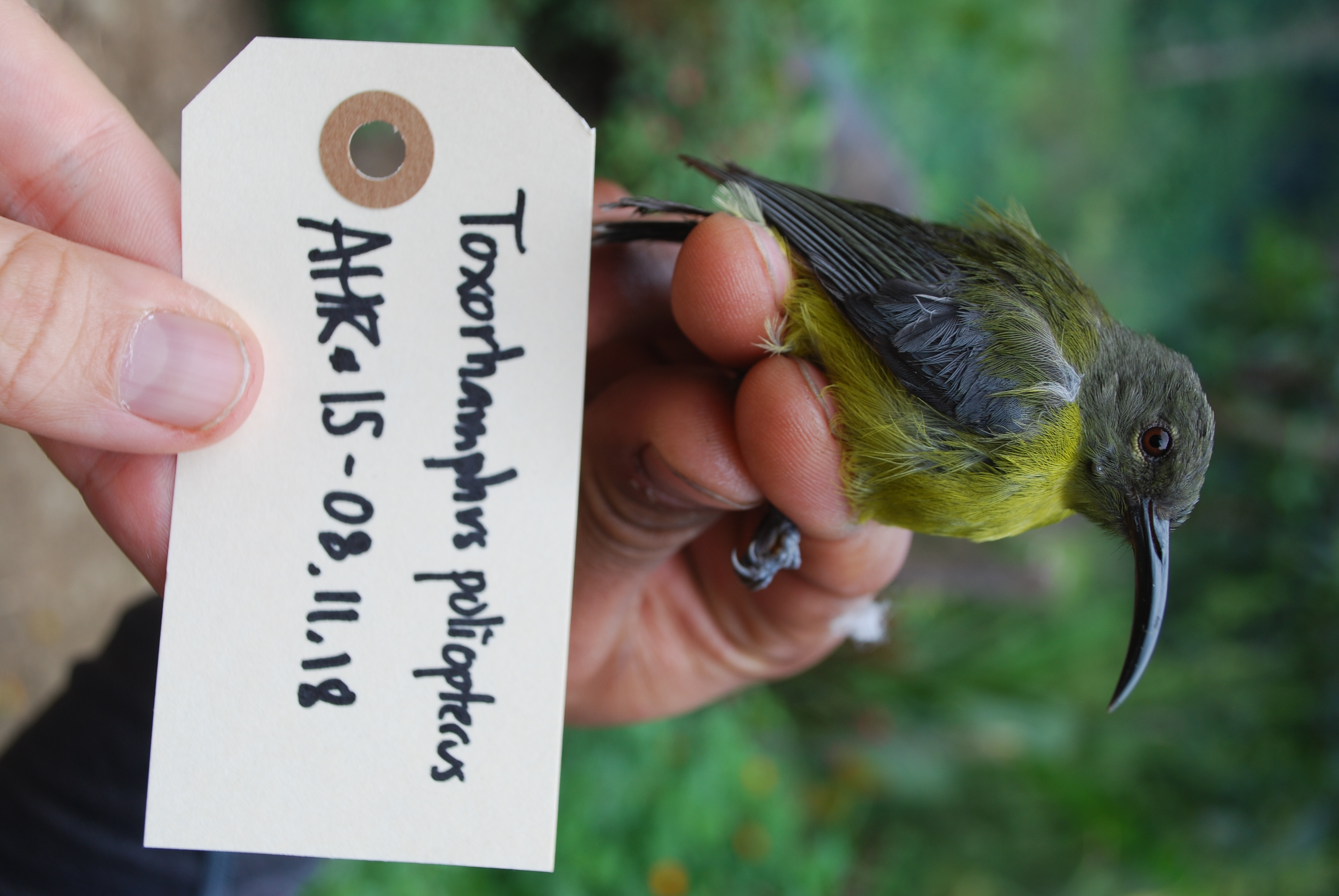 Slaty-headed Longbill (Toxorhamphus poliopterus), photo 2