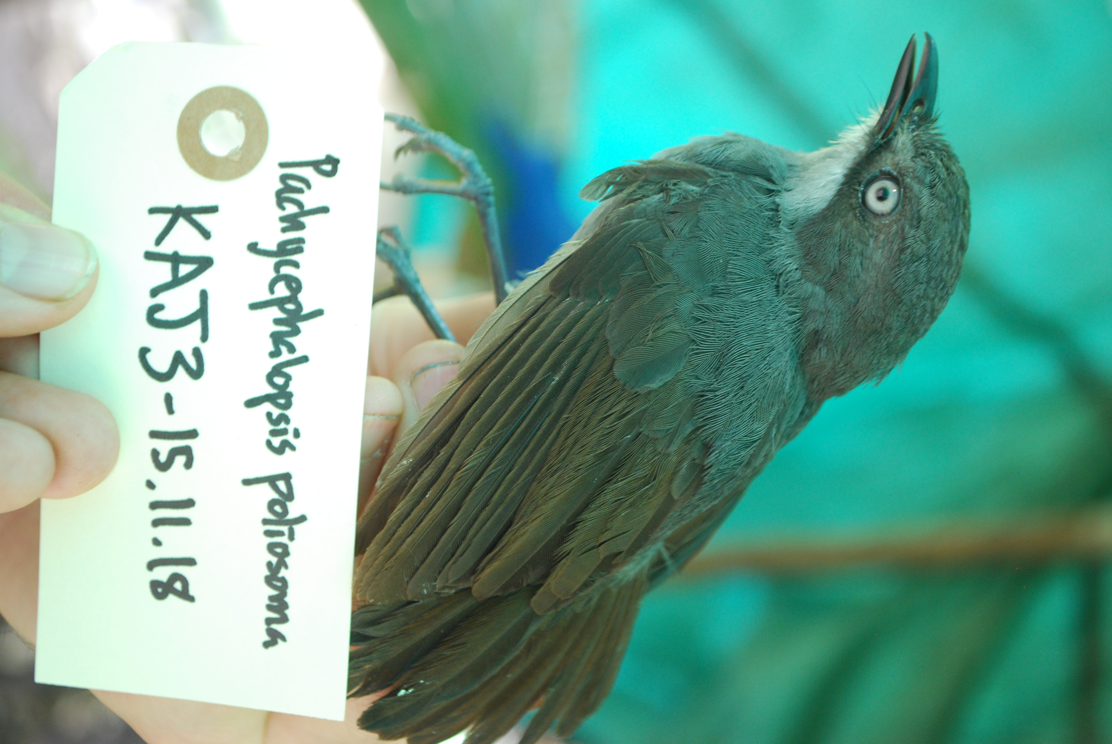 White-eyed Robin (Pachycephalopsis poliosoma), photo 1