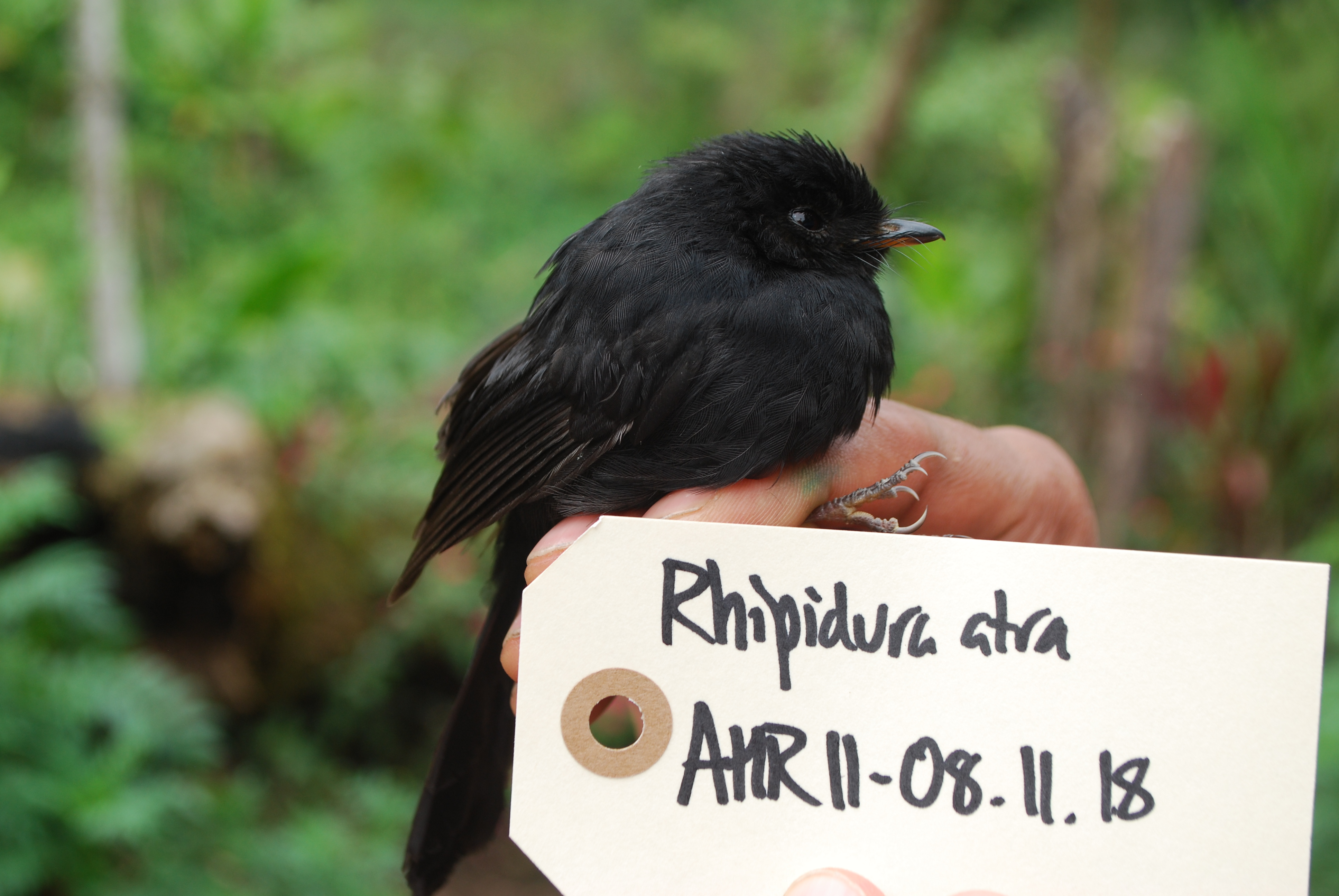Black Fantail (Rhipidura atra), photo 10