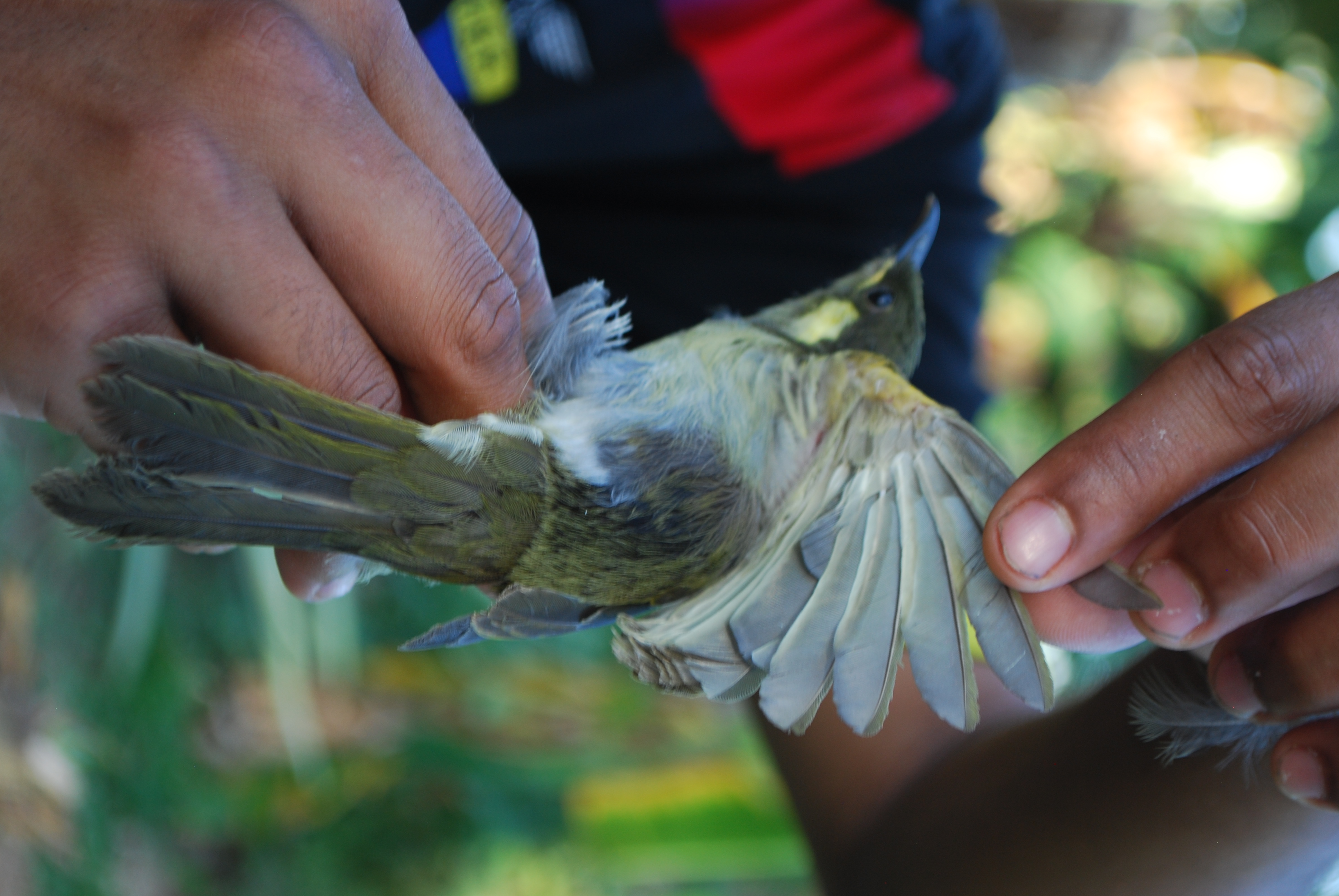 Puff-backed Honeyeater (Meliphaga aruensis), photo 4