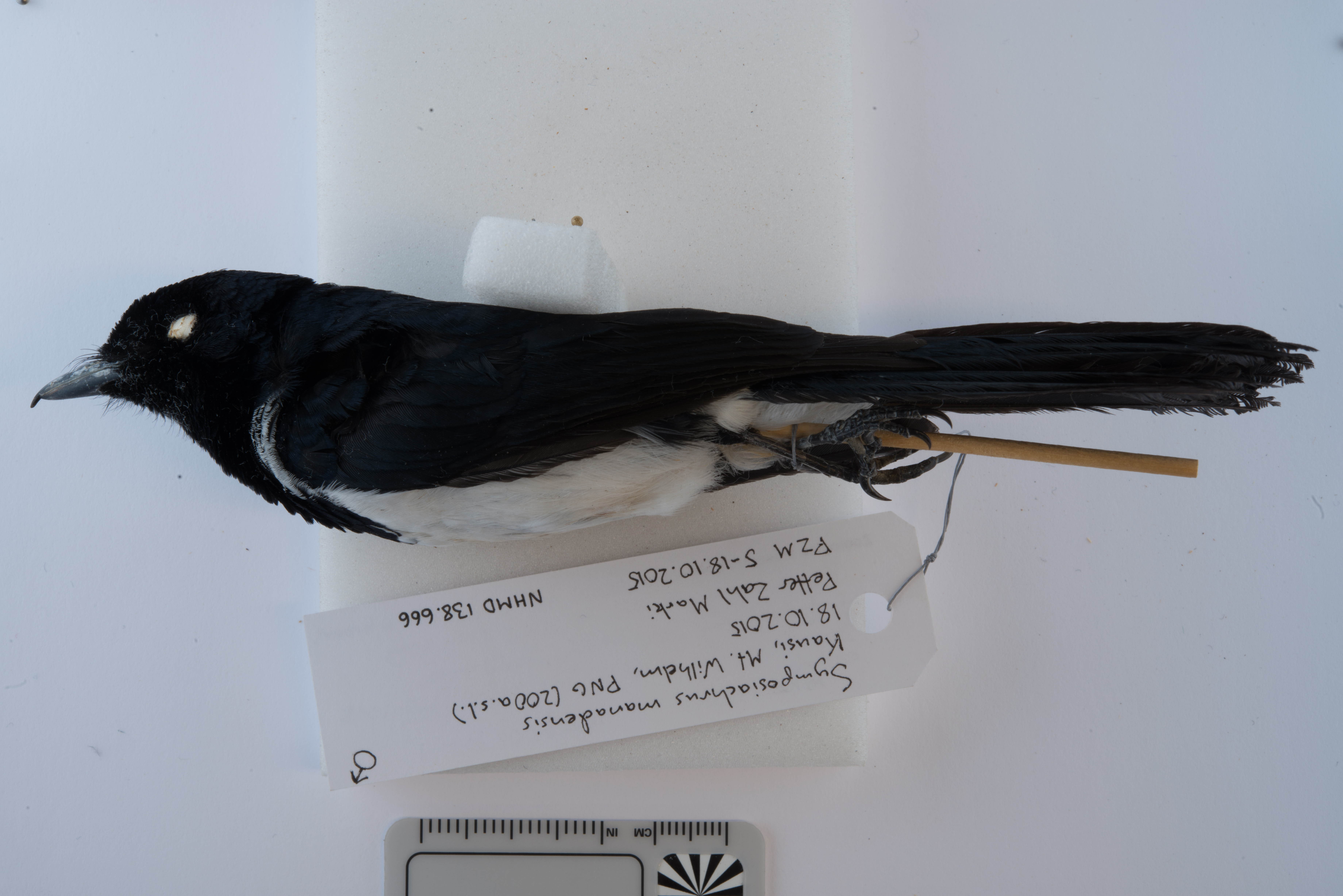 Hooded Monarch (Symposiachrus manadensis), photo 1