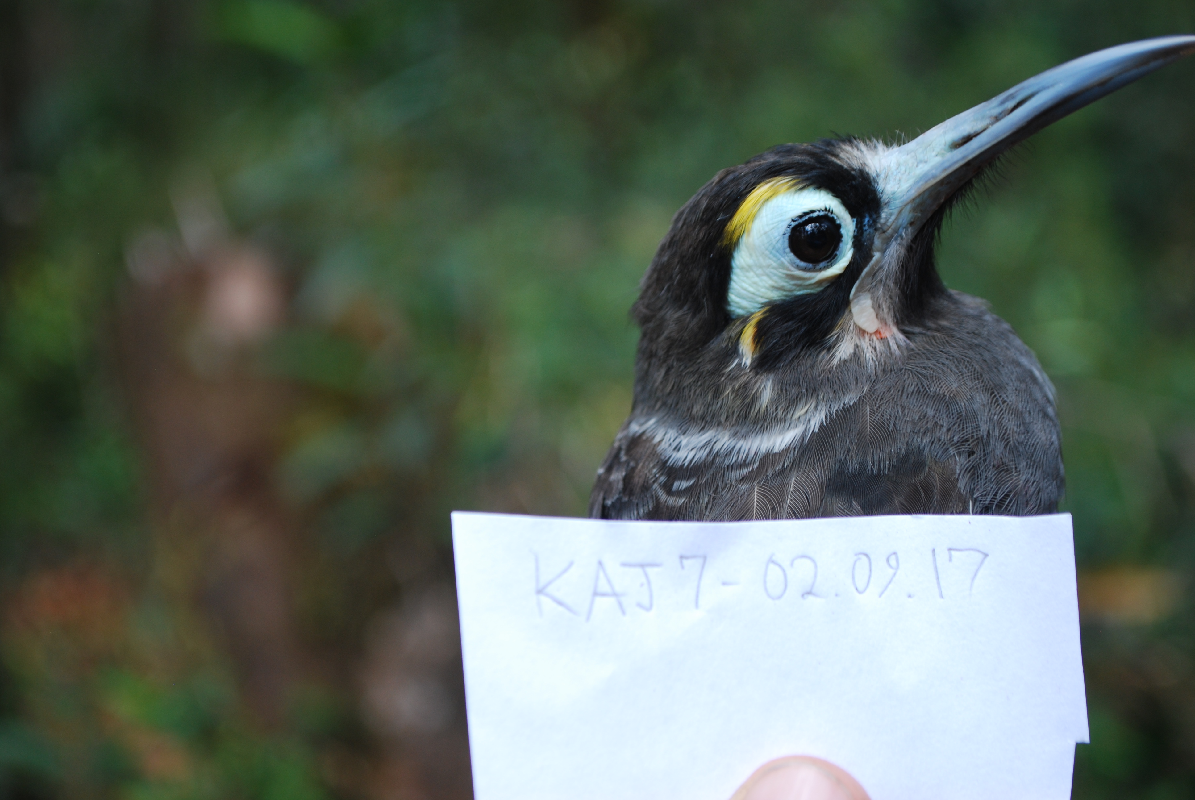 Yellow-browed Melidectes (Melidectes rufocrissalis), photo 8