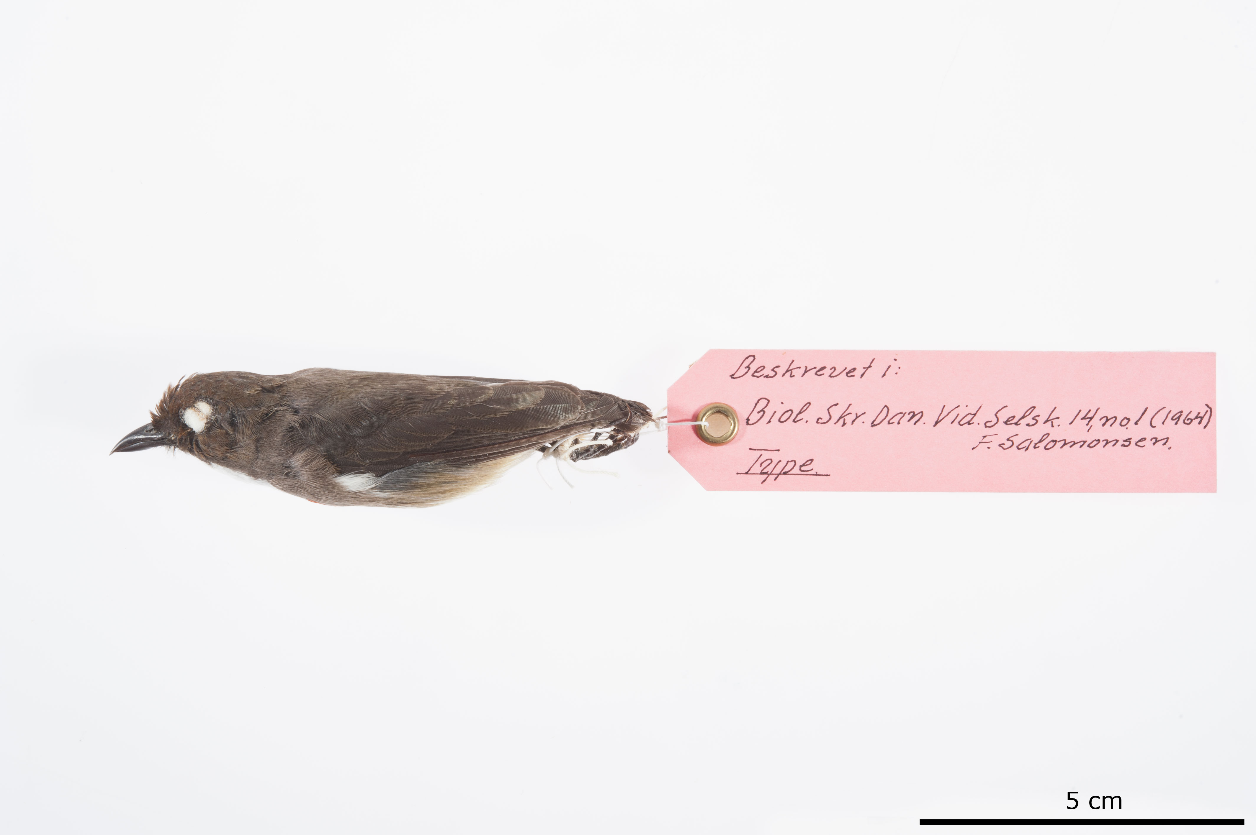 Red-banded Flowerpecker (Dicaeum eximium), photo 3