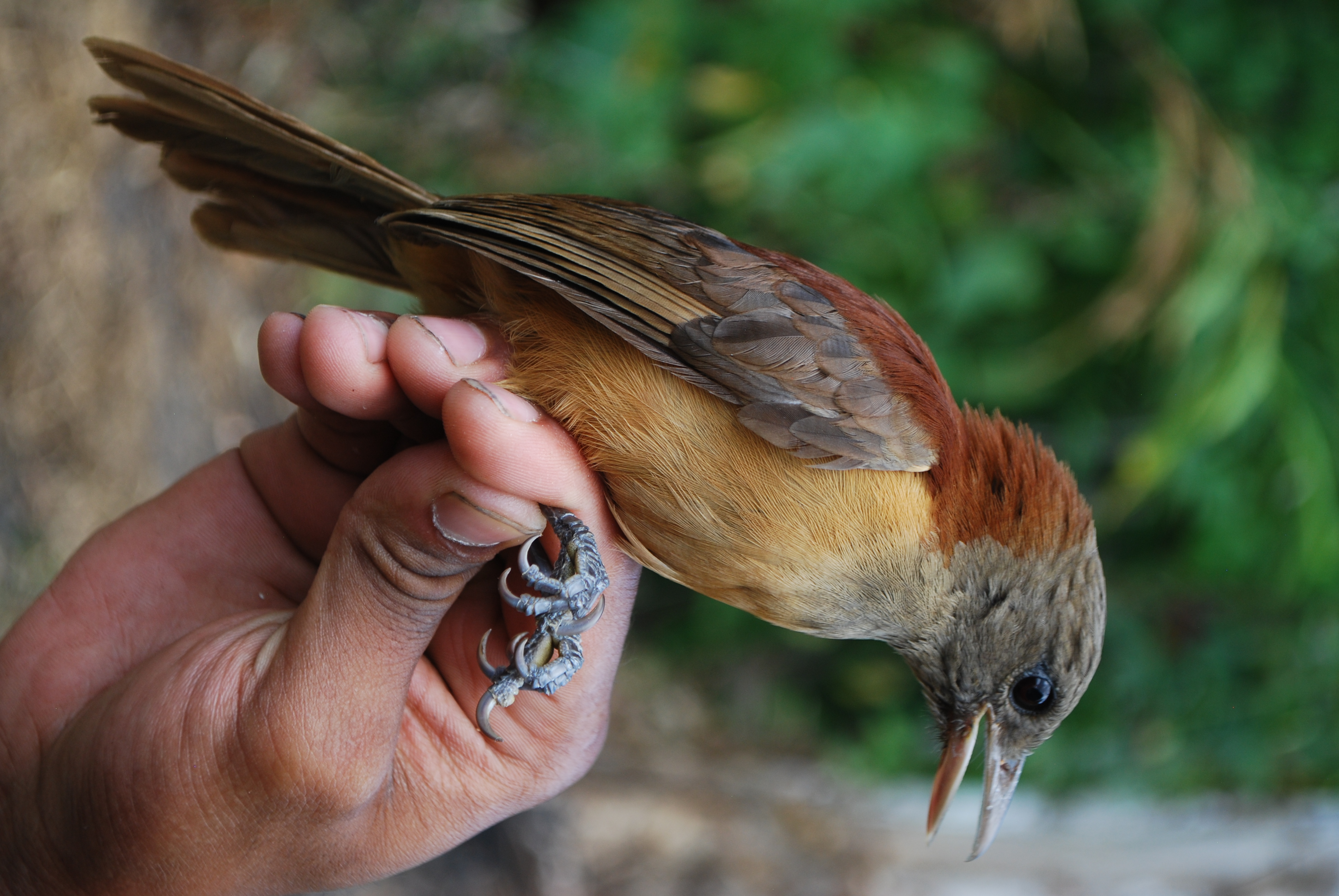 Northern Variable Pitohui (Pitohui kirhocephalus), photo 5