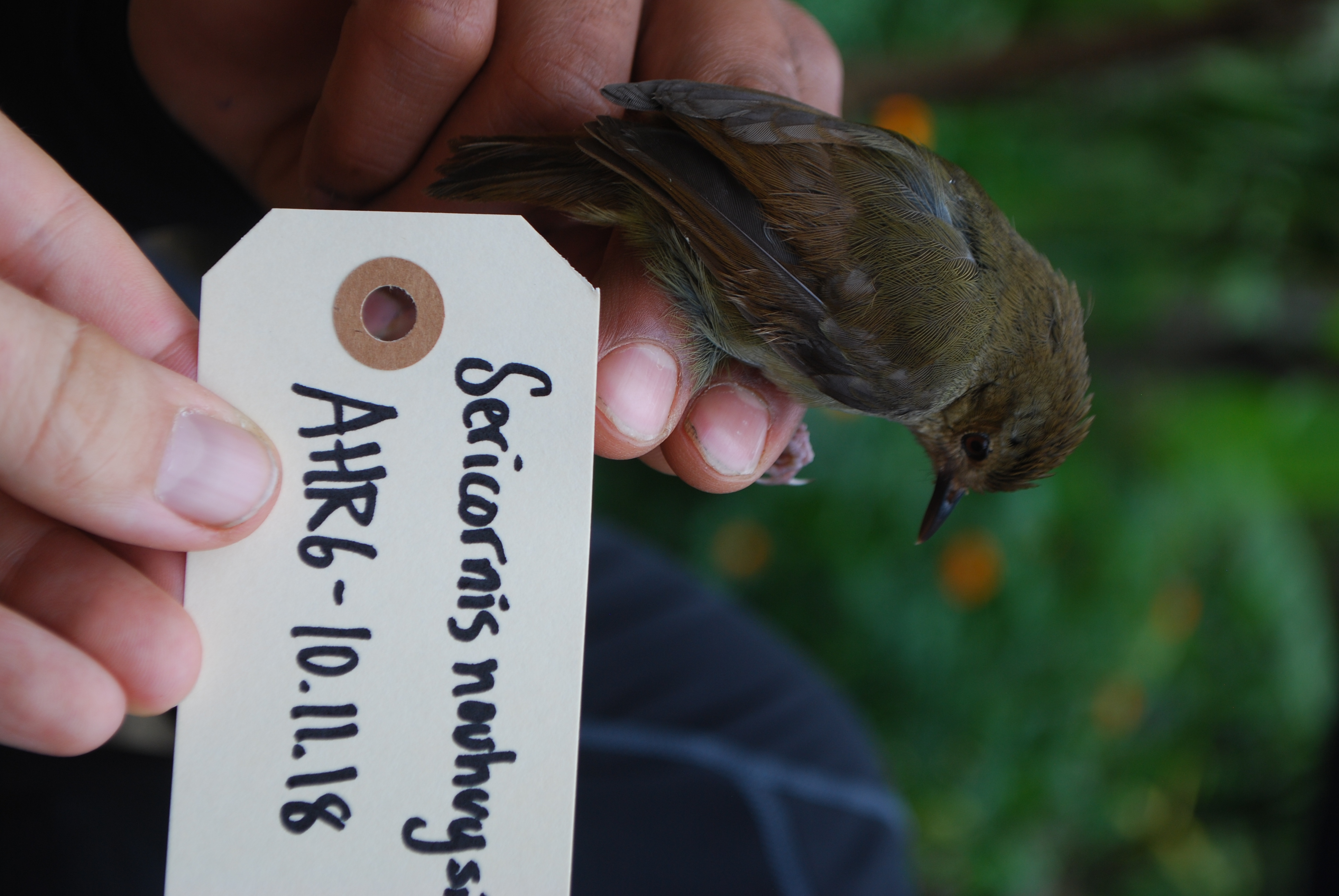 Large Scrubwren (Sericornis nouhuysi), photo 3