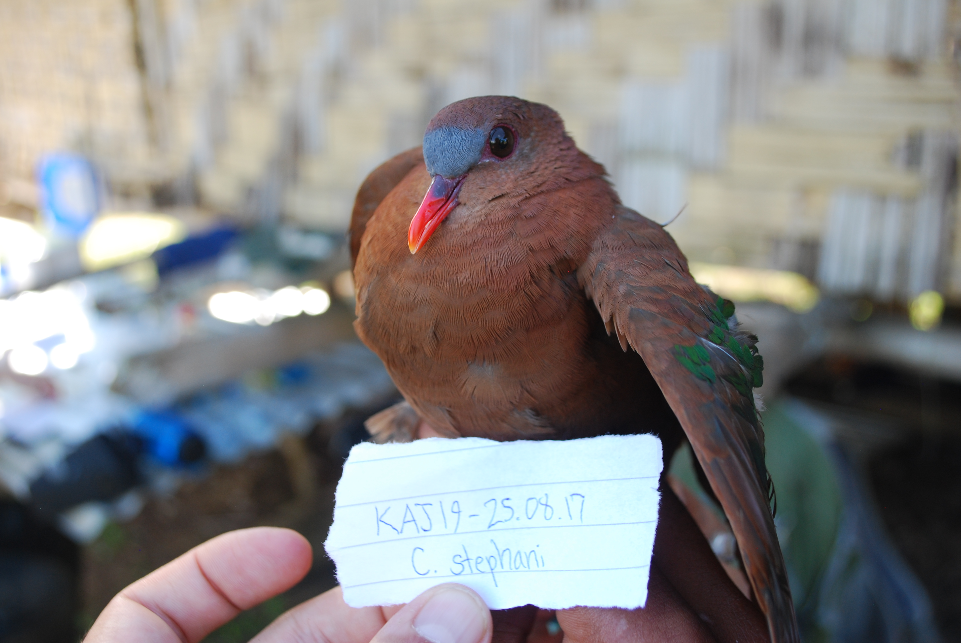 Stephan's Emerald Dove (Chalcophaps stephani), photo 8