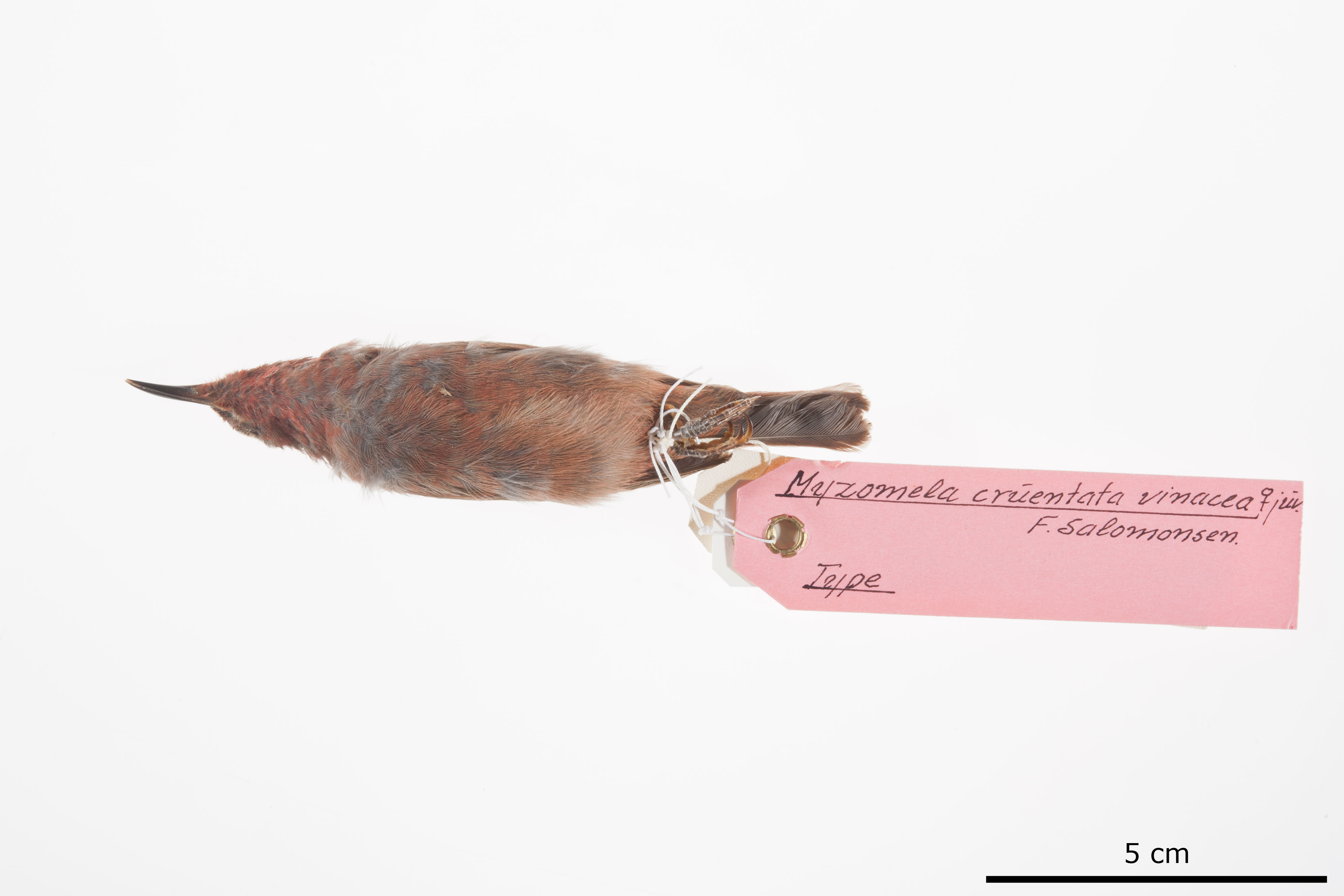 Reddish Myzomela (Myzomela erythrina), photo 5