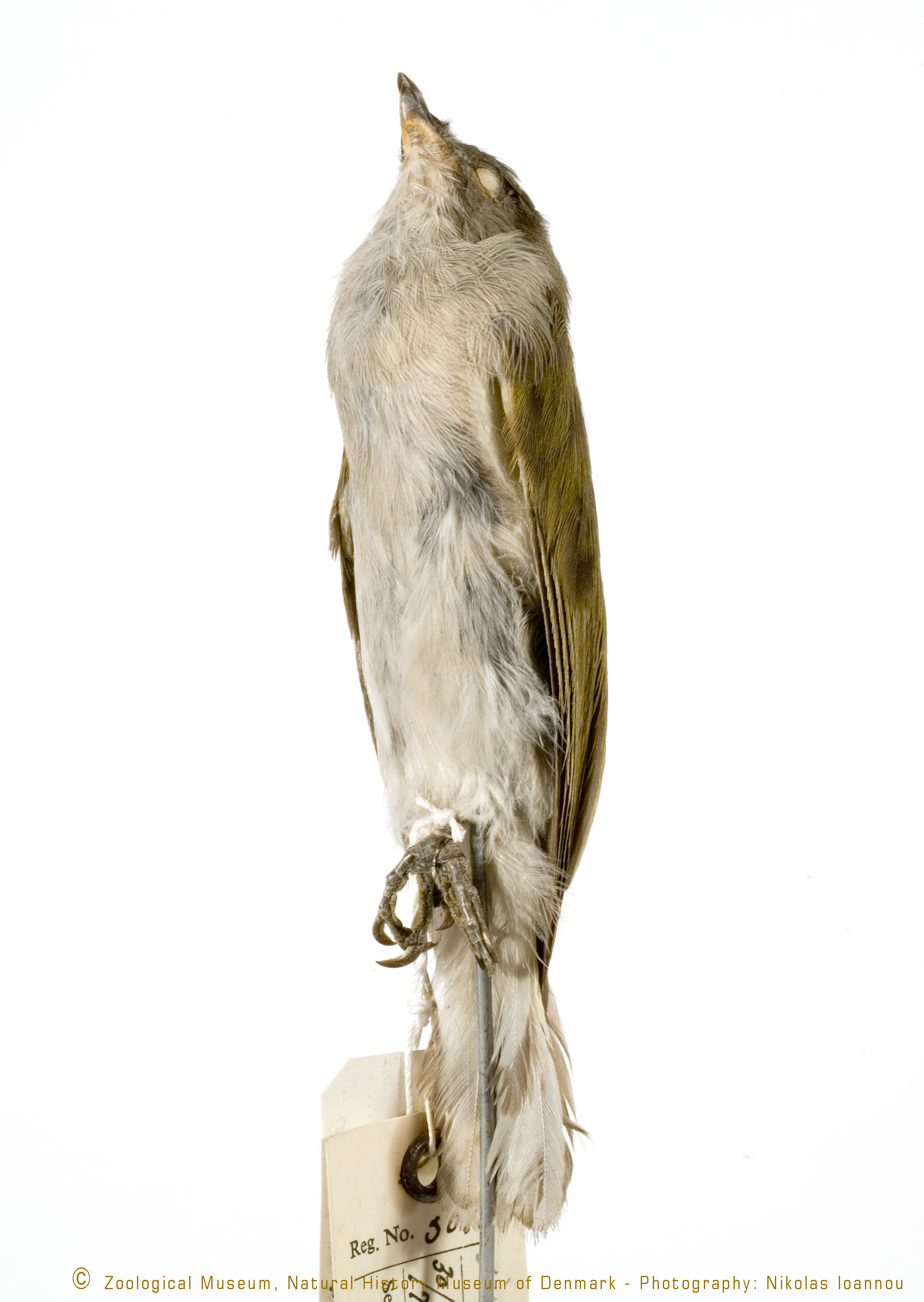 Pallid Honeyguide (Indicator meliphilus), photo 8