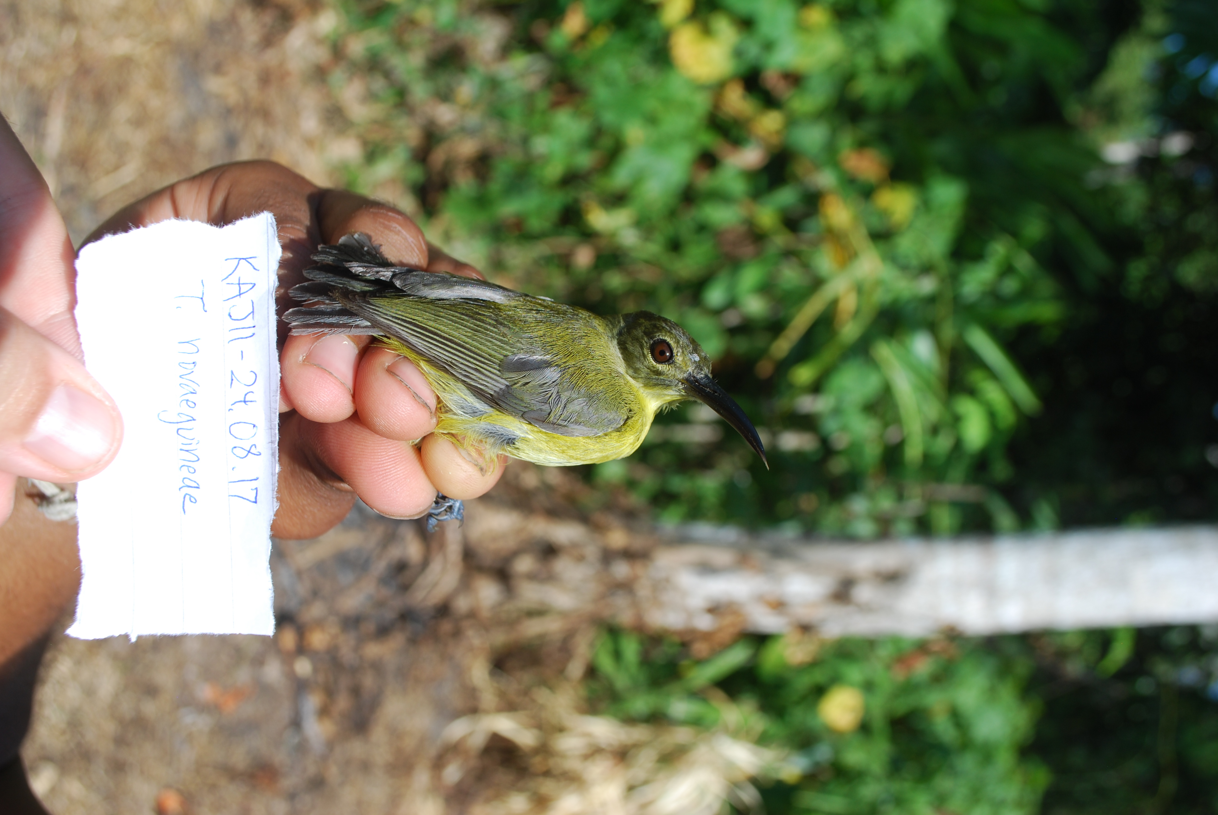 Yellow-bellied Longbill (Toxorhamphus novaeguineae), photo 7
