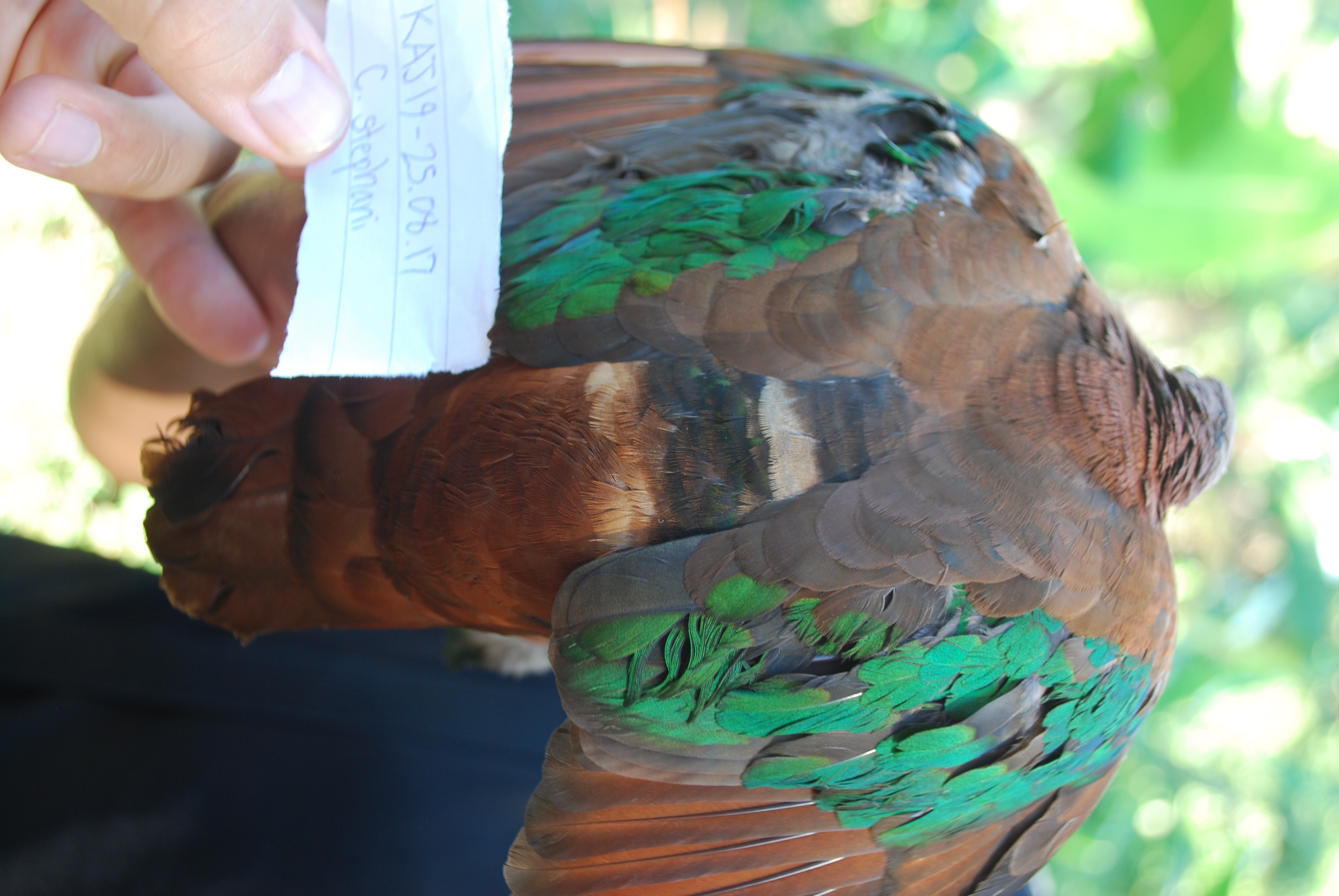 Stephan's Emerald Dove (Chalcophaps stephani), photo 7