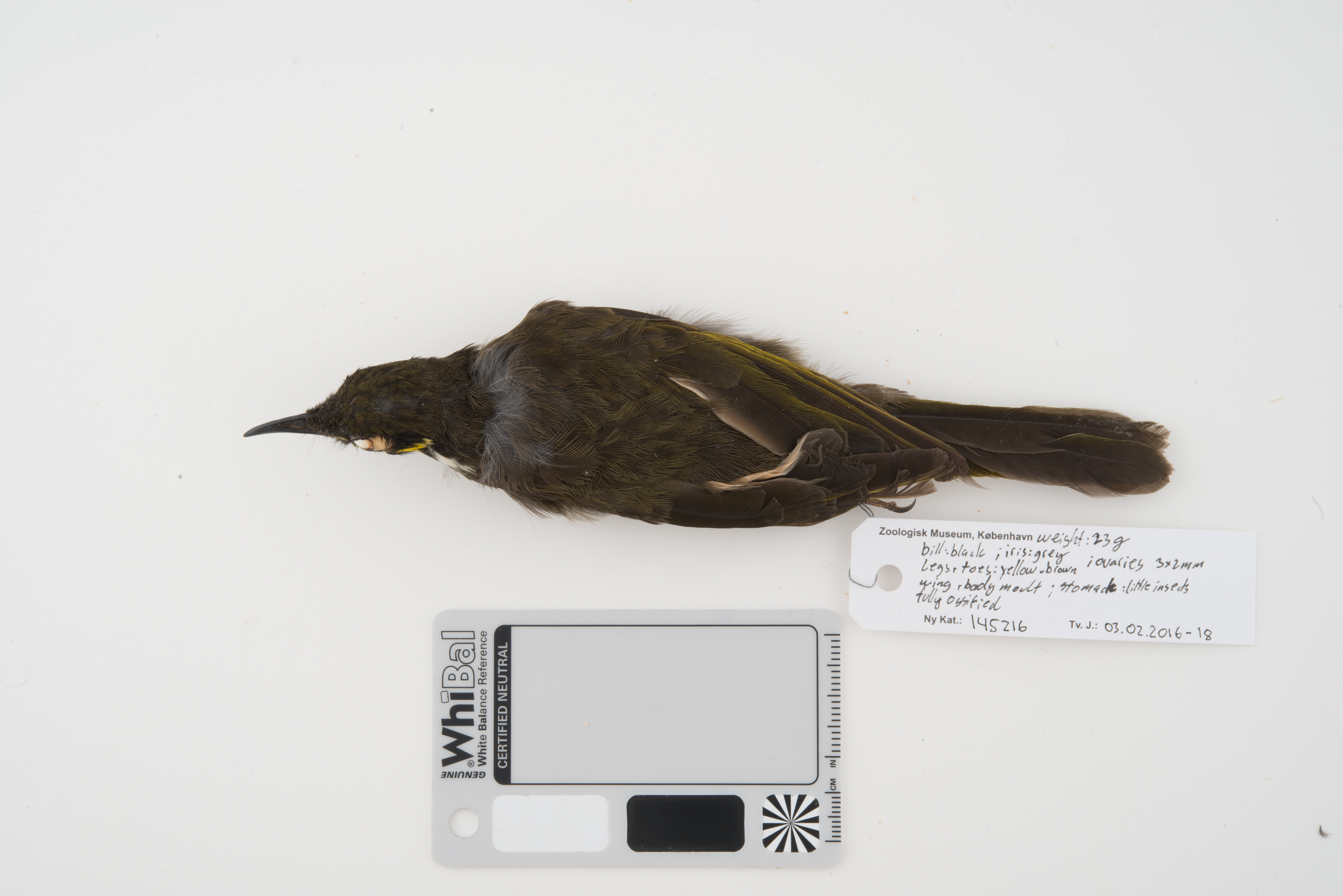 Black-throated Honeyeater (Caligavis subfrenata), photo 3