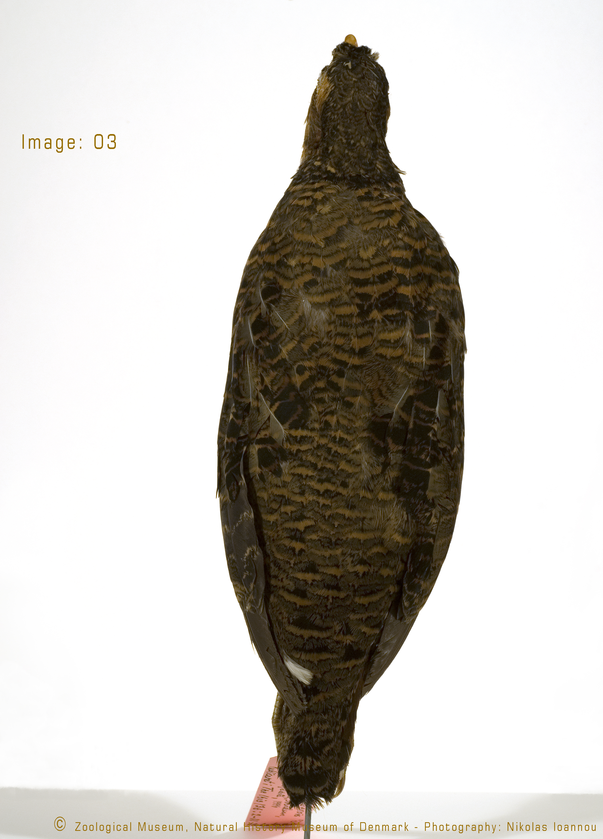 Udzungwa Forest Partridge (Xenoperdix udzungwensis), photo 9