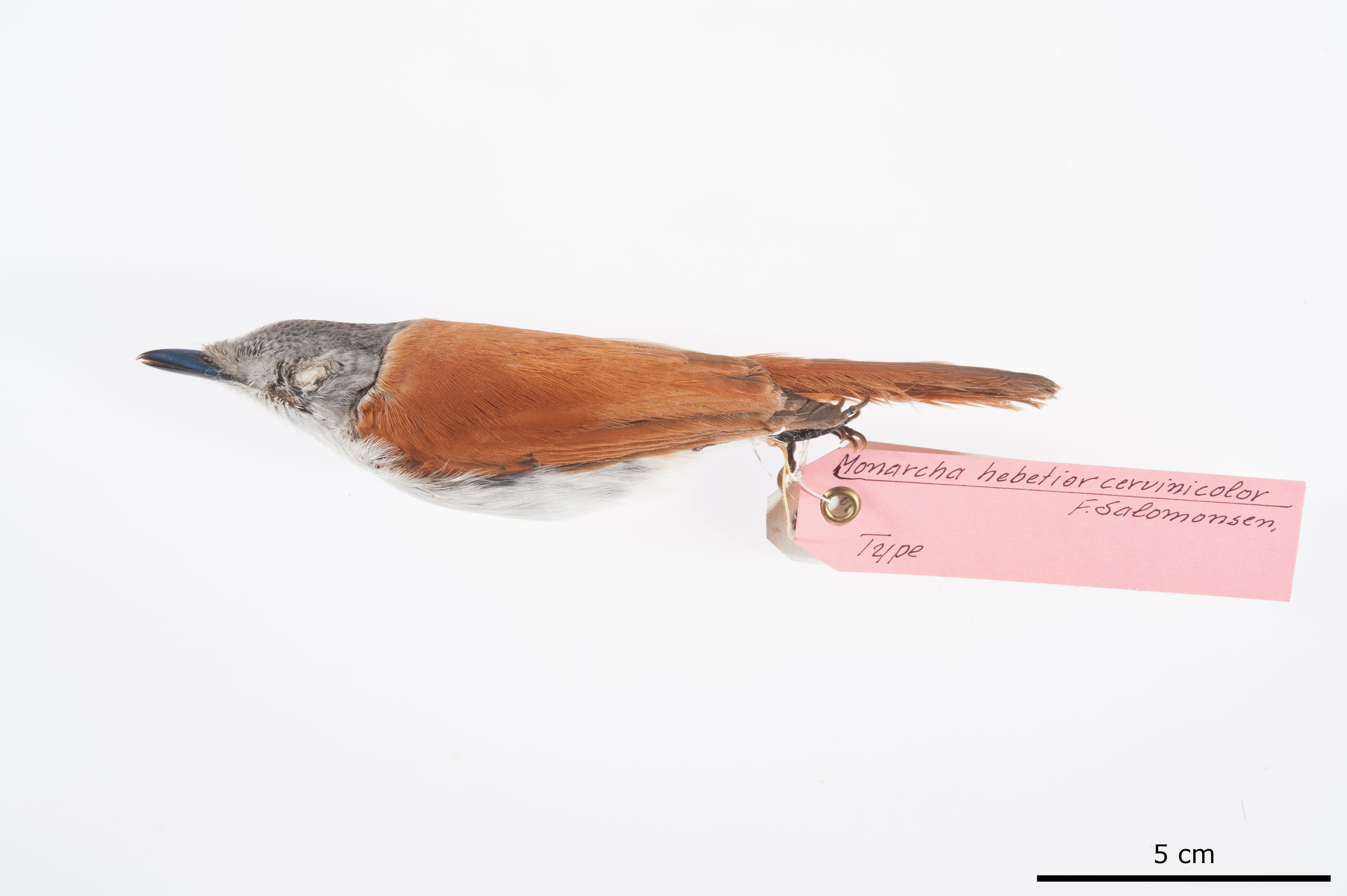 Mussau Flycatcher (Myiagra hebetior), photo 3
