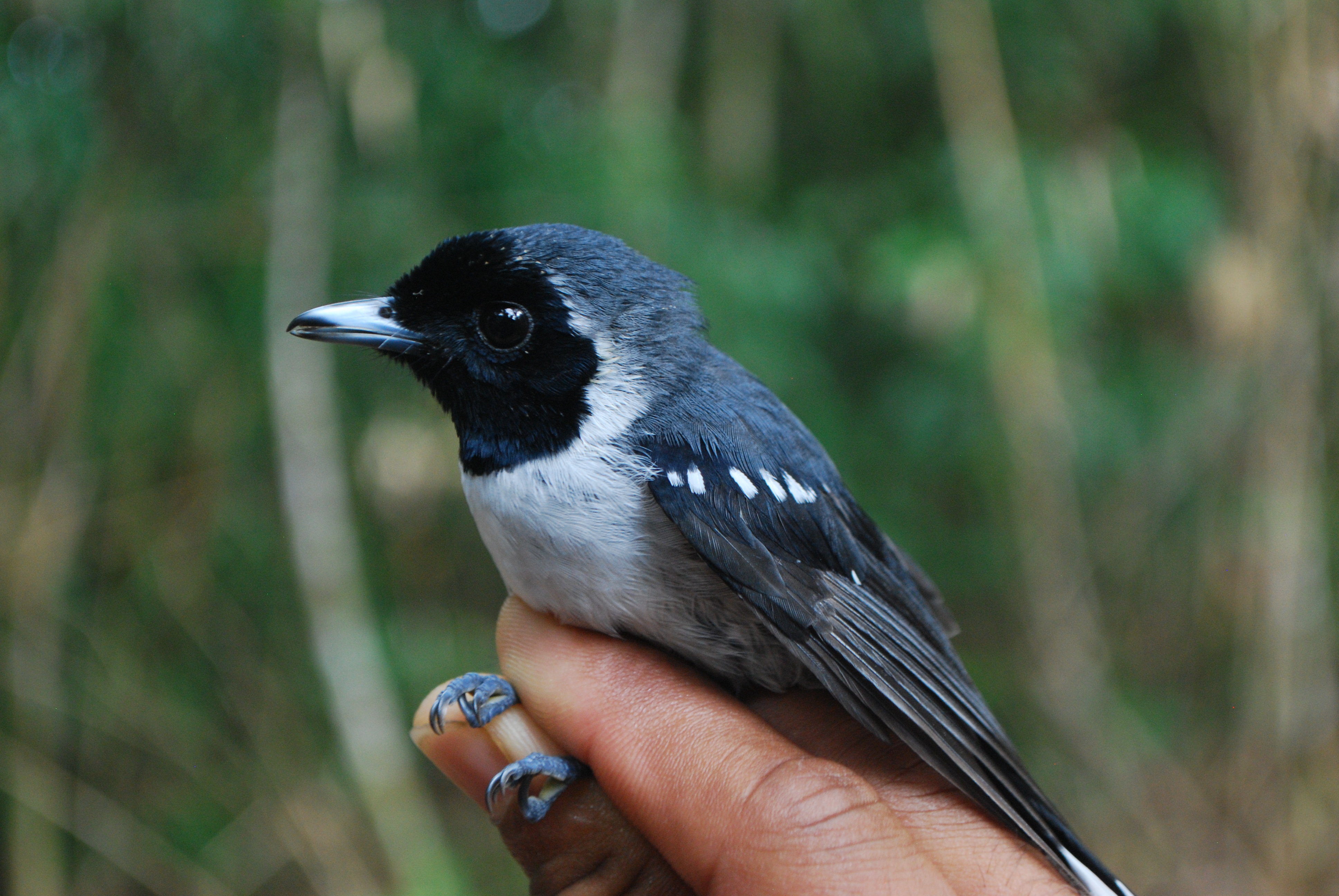 Spot-winged Monarch (Symposiachrus guttula), photo 5