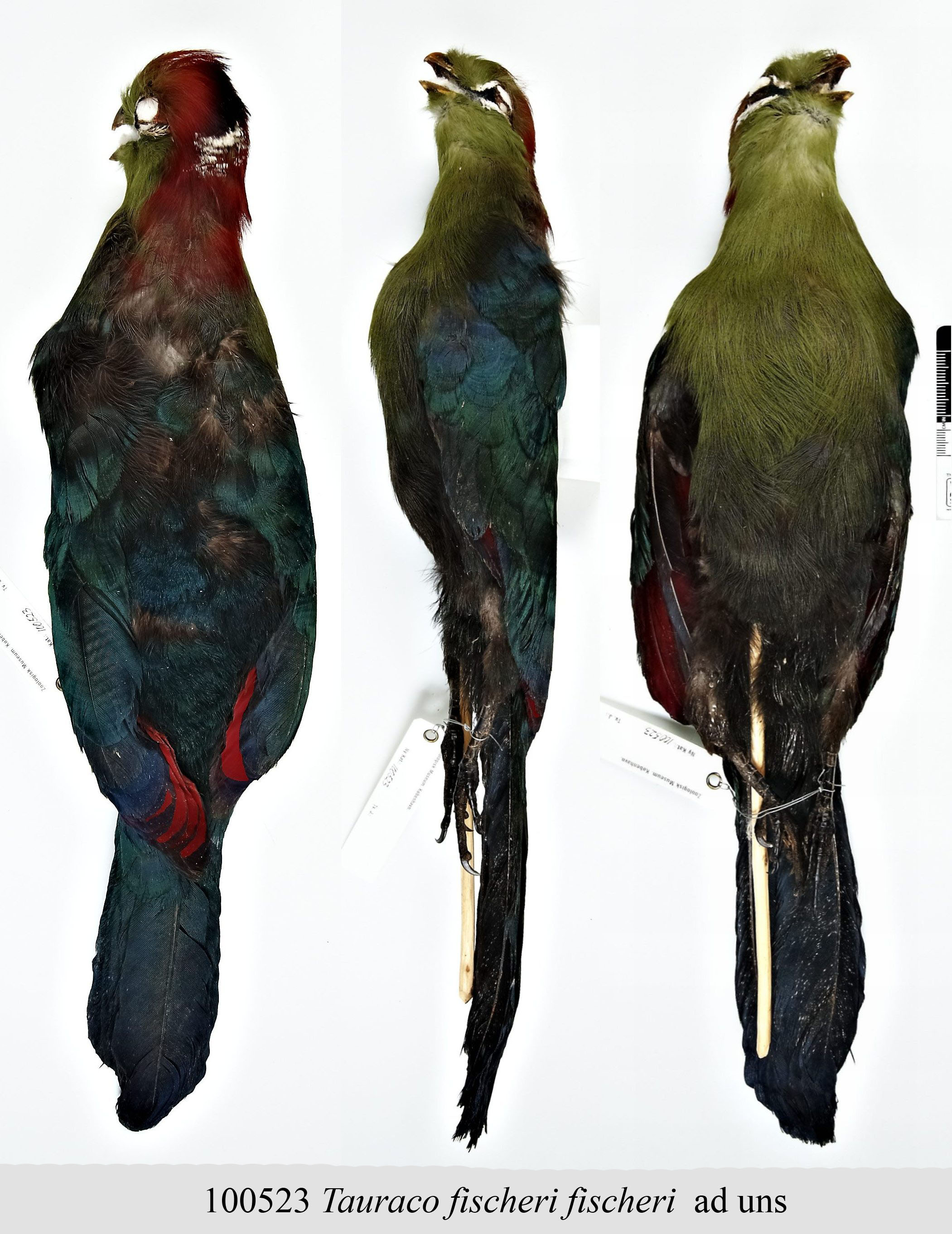 Fischer's Turaco (Tauraco fischeri), photo 6